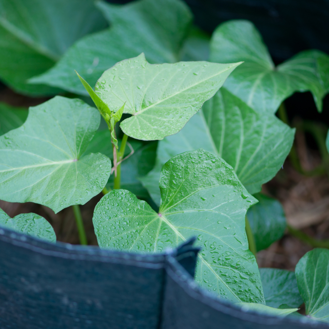 Kūmara growing in a large container with green vines
