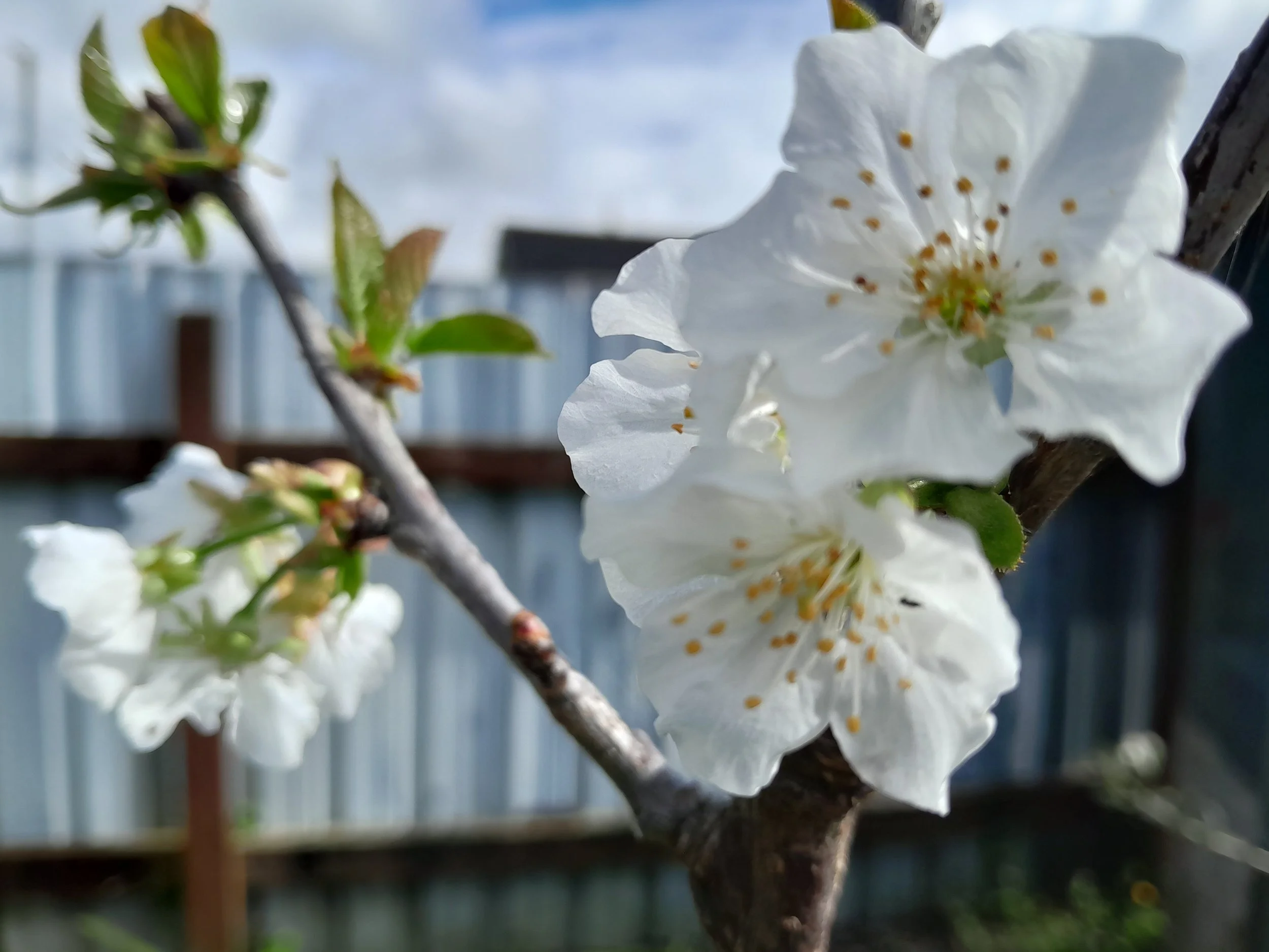 The first blossoms appearing on one of my young fruit trees.