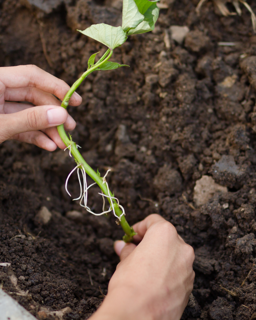Rooted kūmara slip ready to be planted into prepared soil