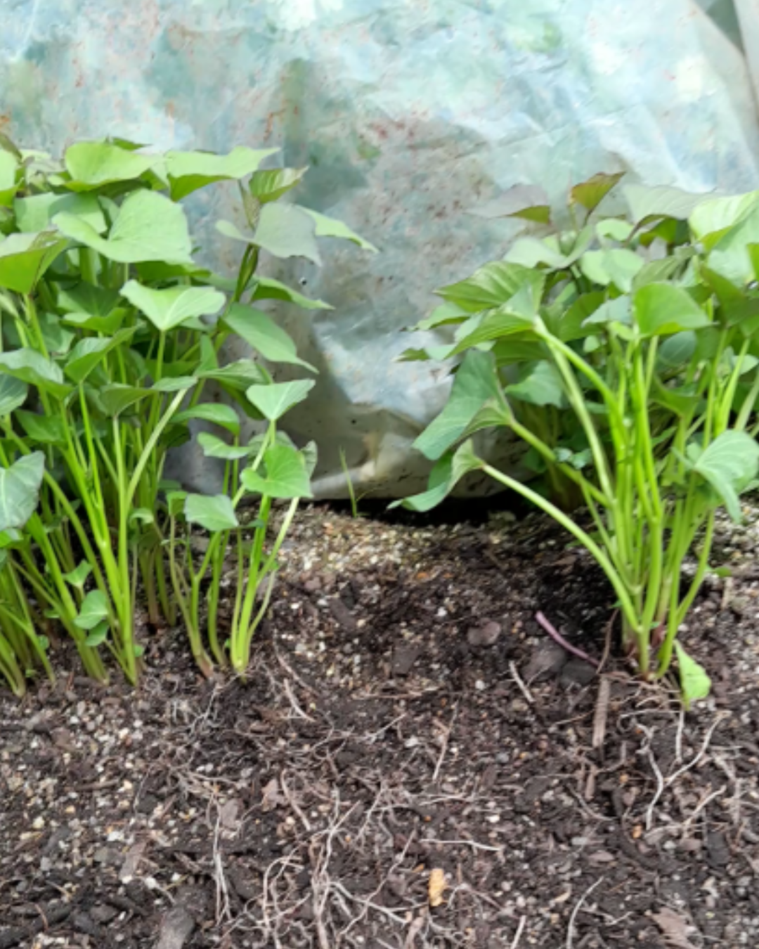 Kūmara producing multiple leafy slips for planting
