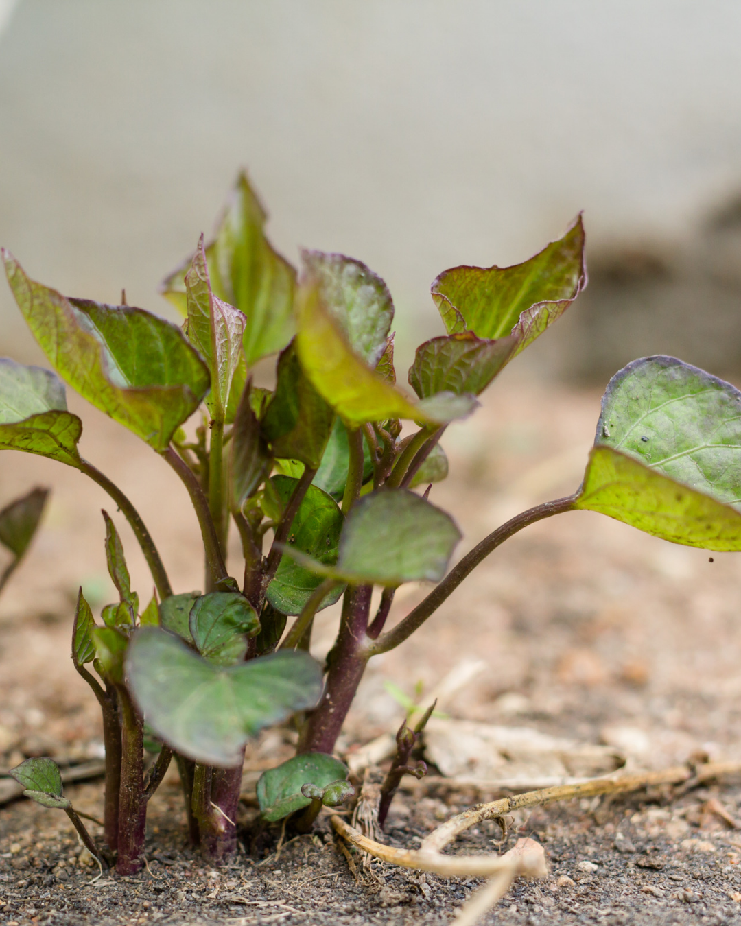 Young kūmara slips beginning to grow in warm conditions