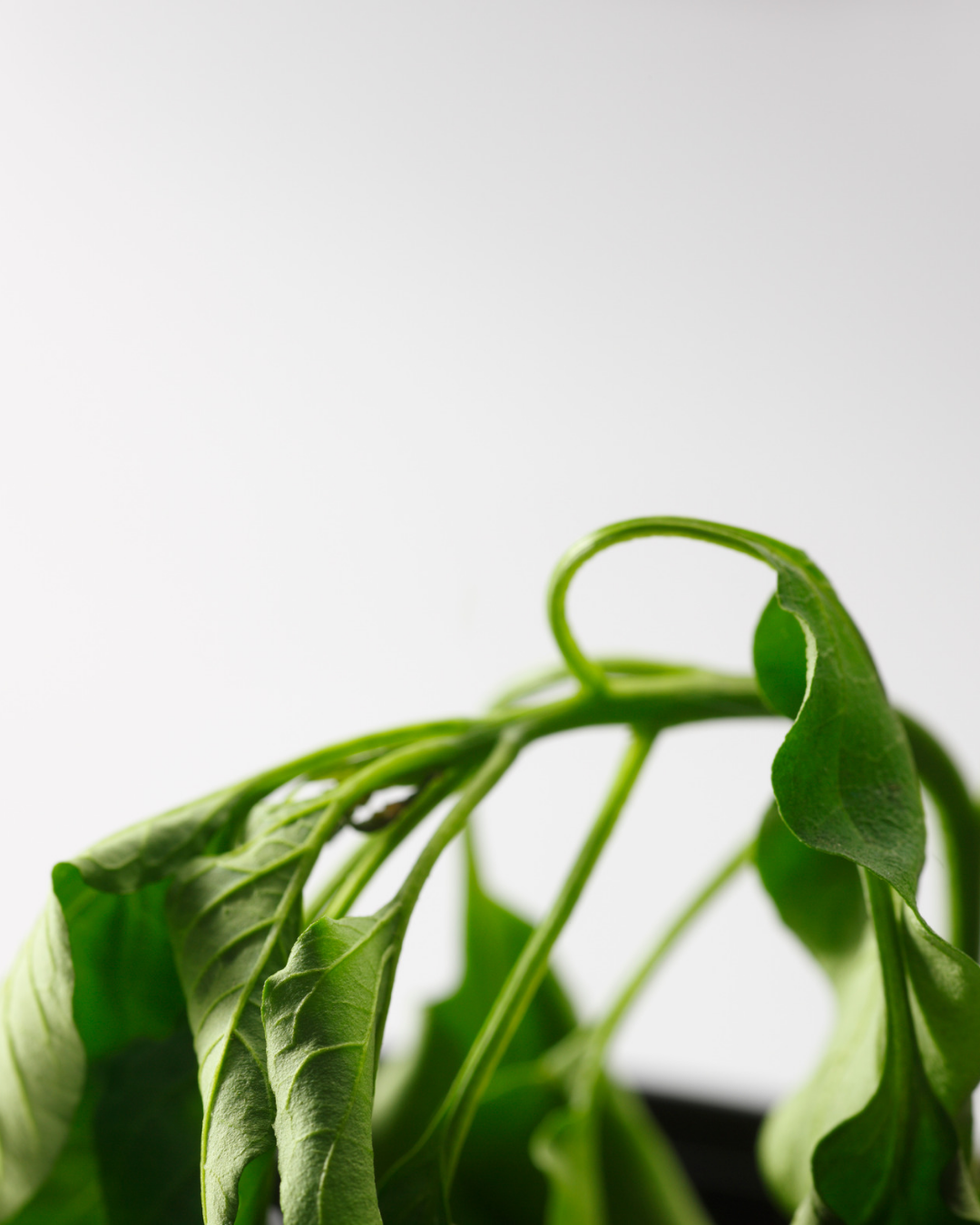 Wilted kūmara leaves showing signs of stress.