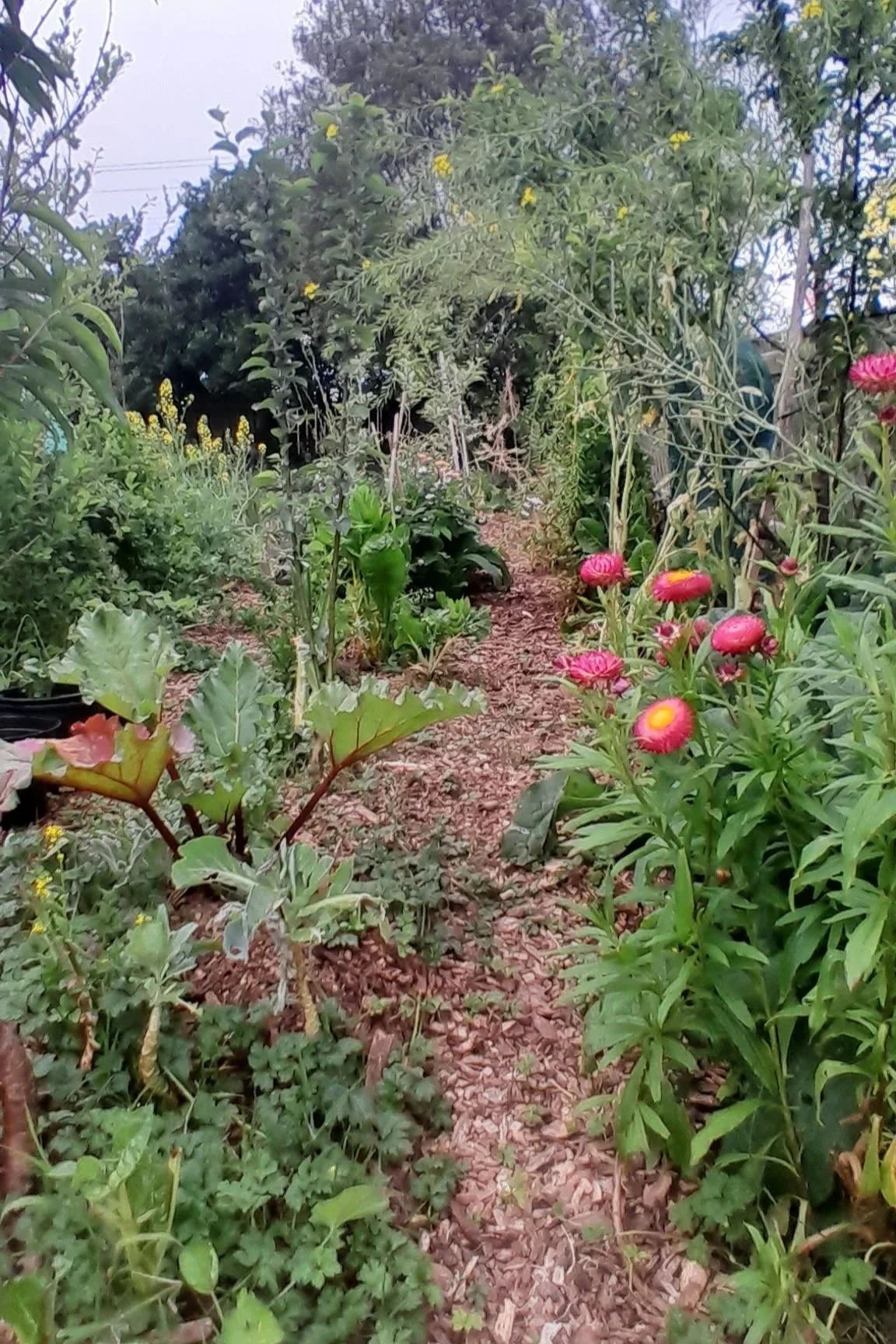Young food forest with fruit trees, vegetables, flowers and mulched pathways beginning to establish.