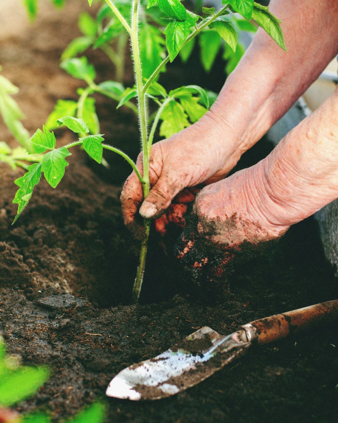 Hands planting young tomato seedlings in the garden for seasonal growing support