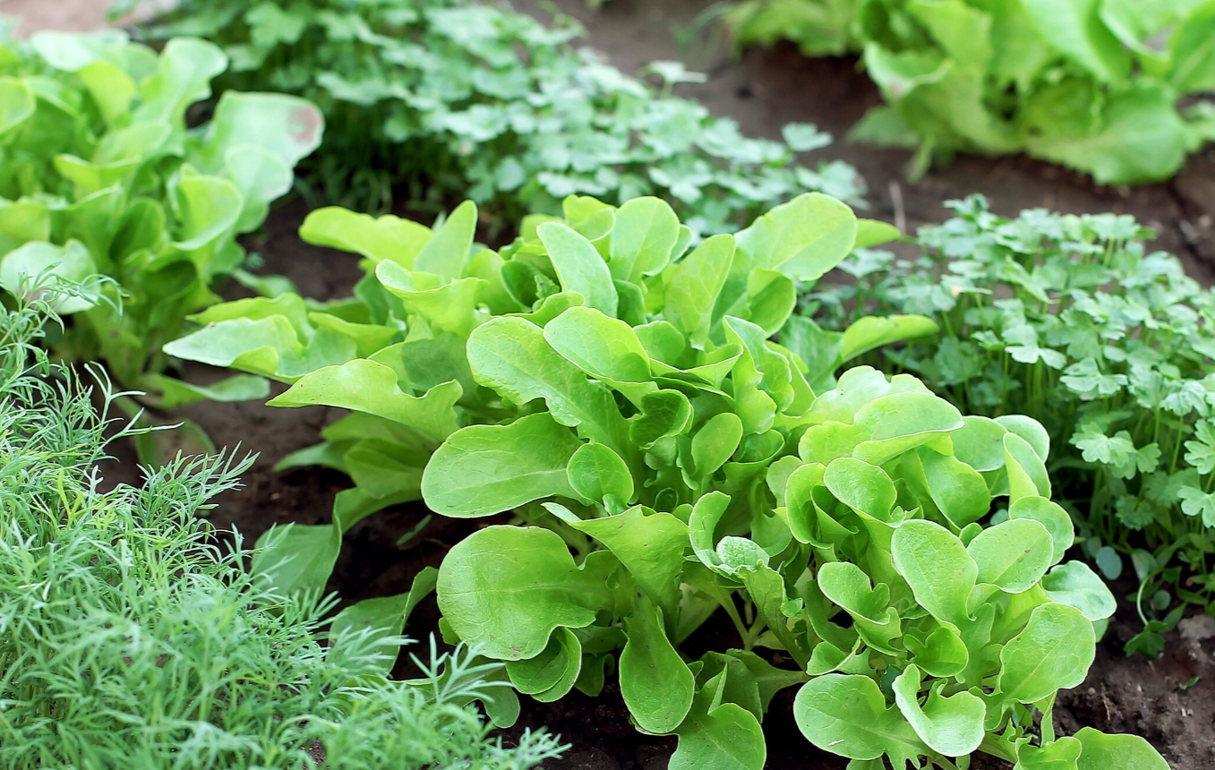 Fresh leafy greens growing in a home vegetable garden bed