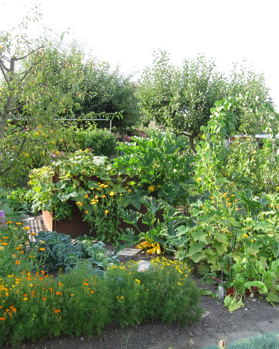 Edible garden with fruit trees, vegetables and flowers showing a productive backyard food forest in the Waikato.