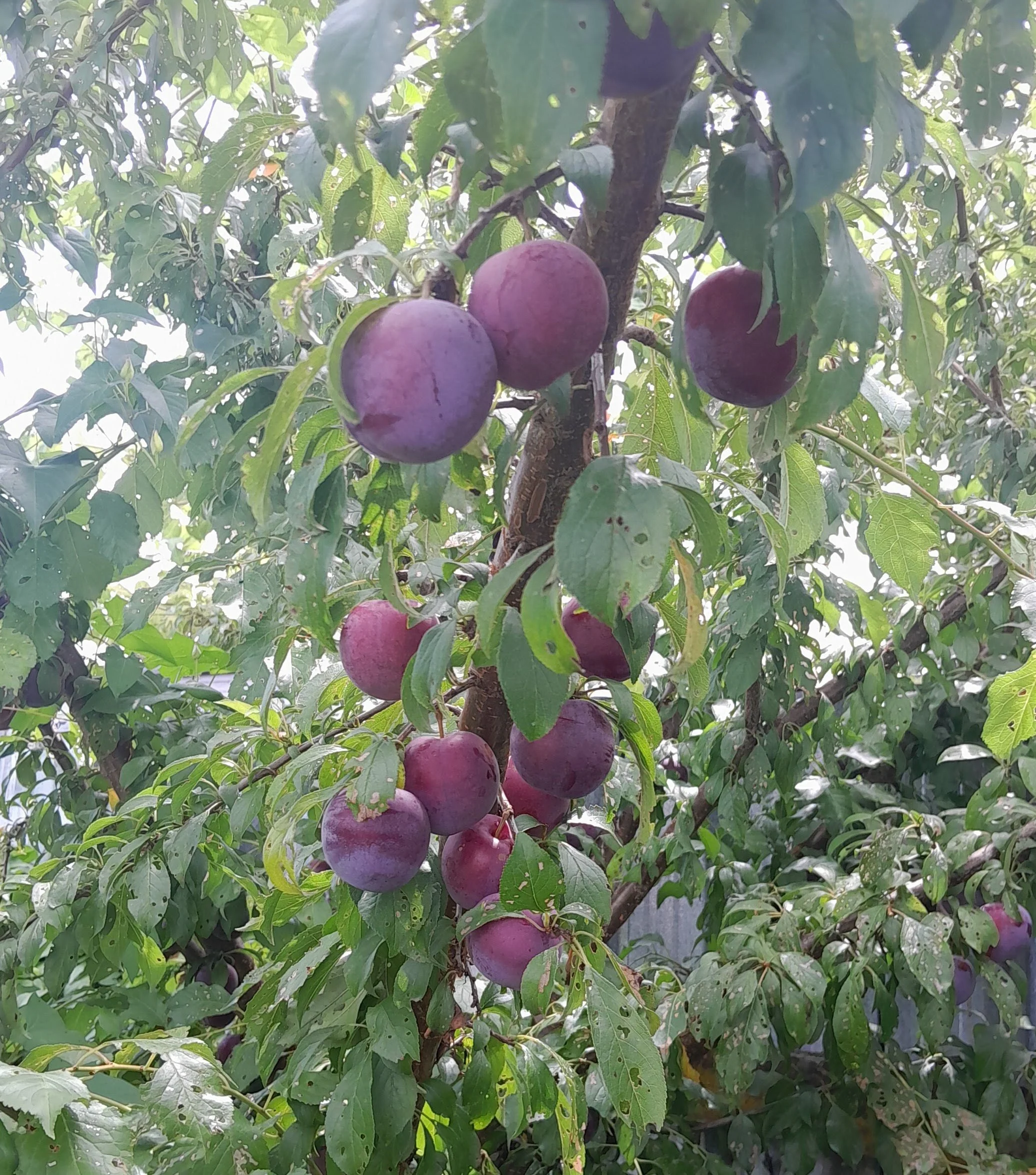 IMG-20260106-WA0002 (3).jpeg