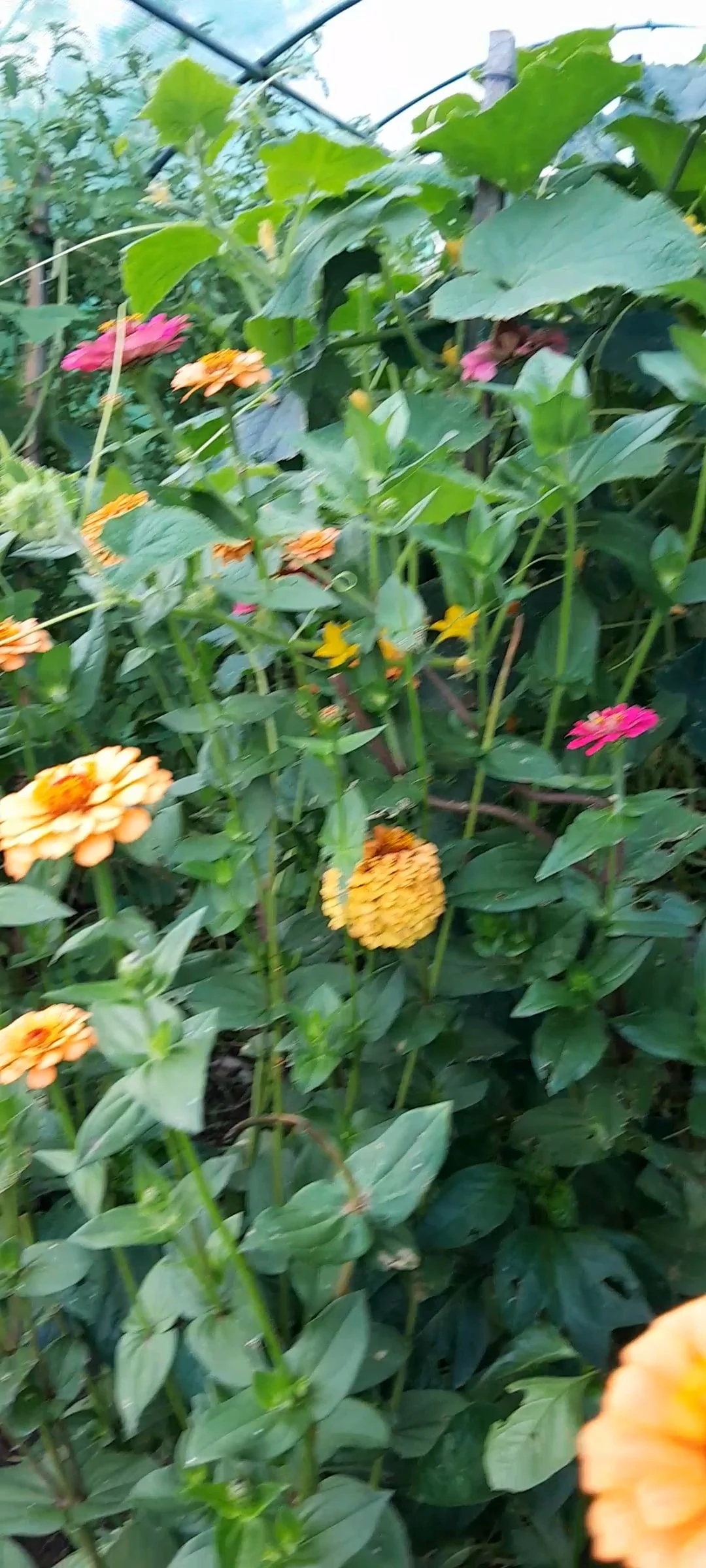 VideoCapture_20250331-120942.jpg
