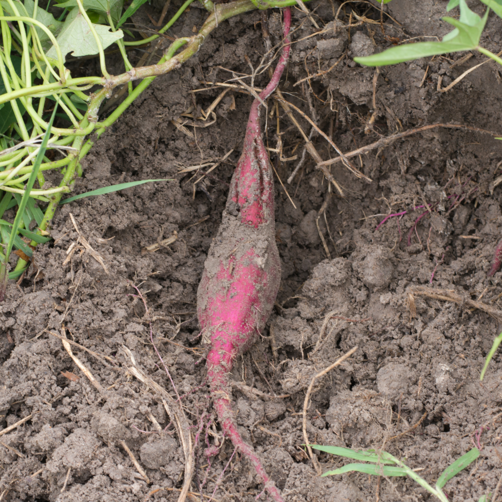Kūmara growing underground in loose soil ready for harvest