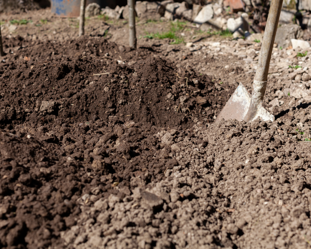 Preparing loose, free-draining soil for growing kūmara