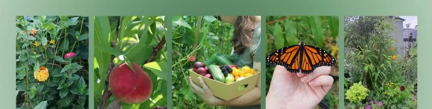 Series of images showing garden scenes with flowers, a red apple, a person holding a basket of vegetables, a monarch butterfly resting on a finger, and a garden with various plants and flowers.