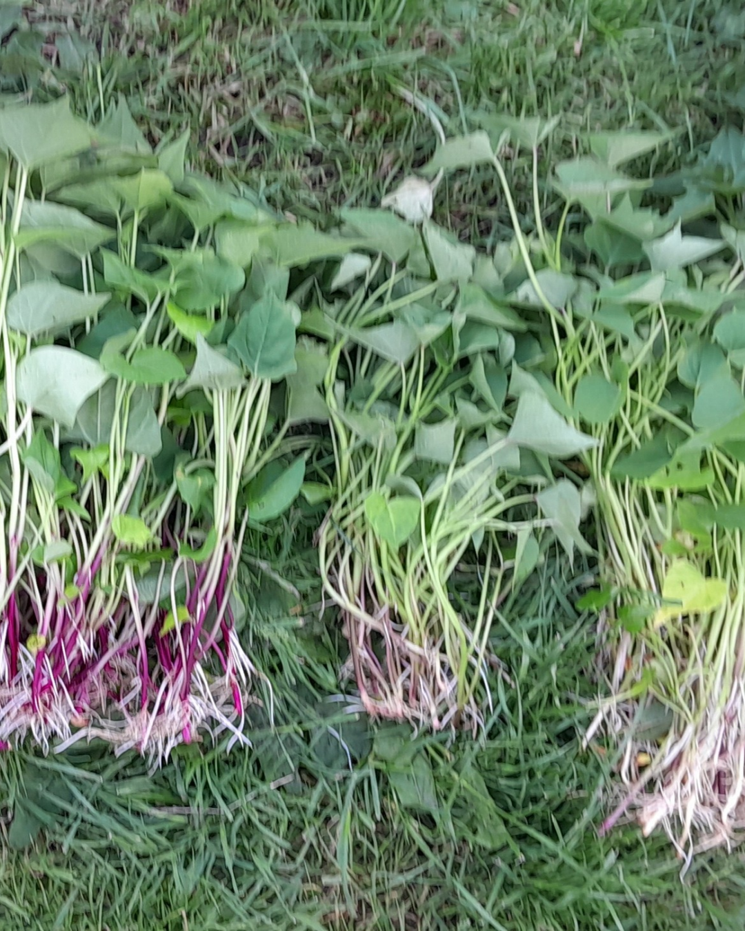 Bundles of rooted kūmara slips ready for planting.