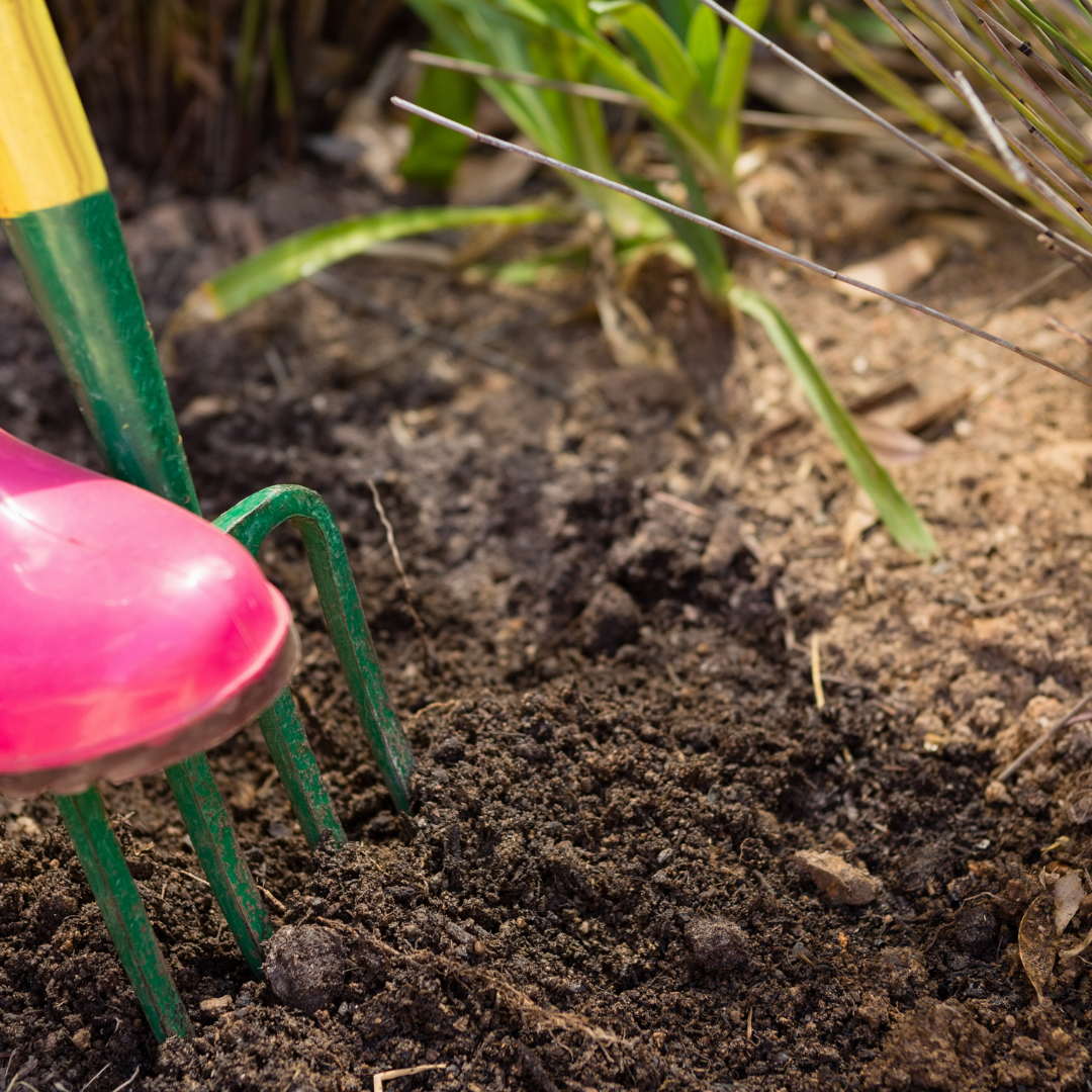 Loosening garden soil to prepare a bed for kūmara