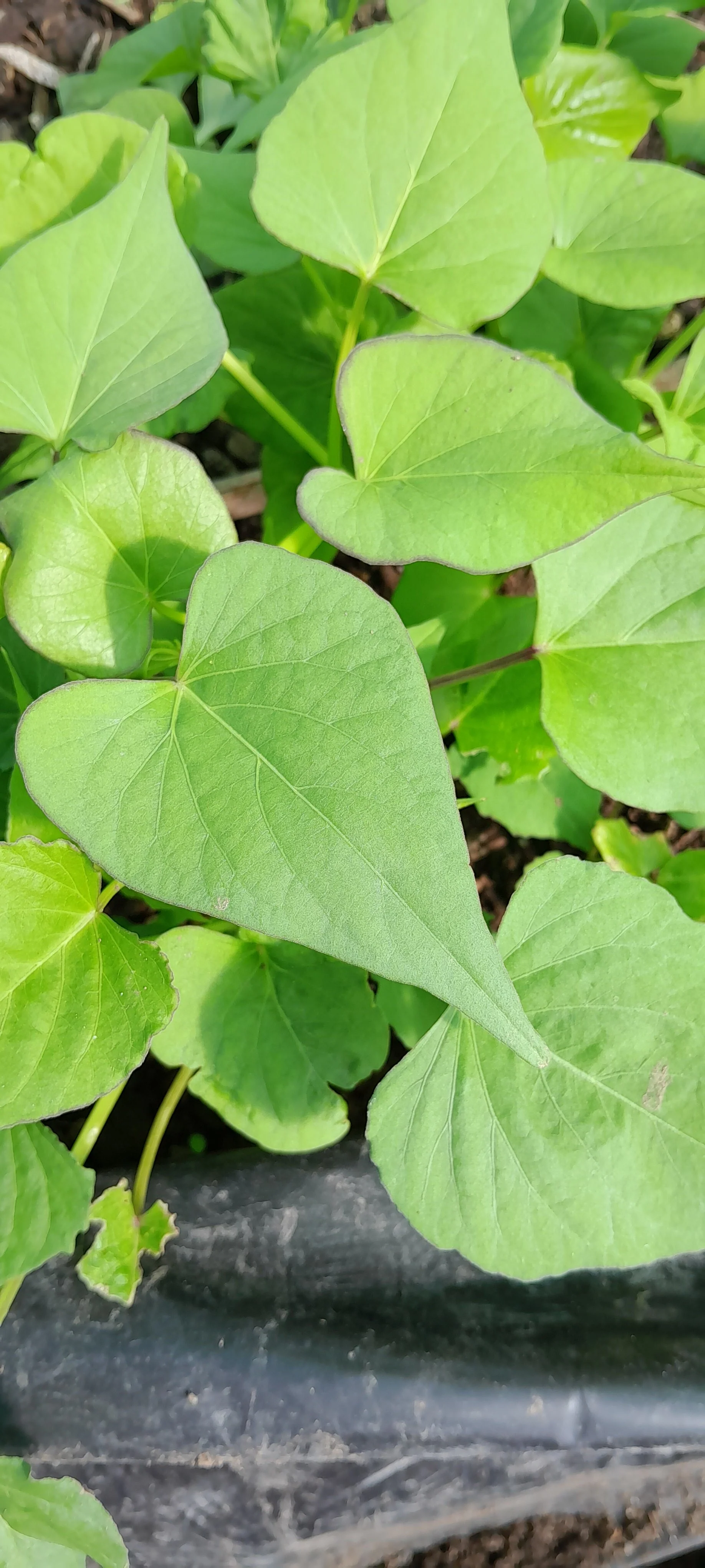 Green kūmara leaves growing in the garden