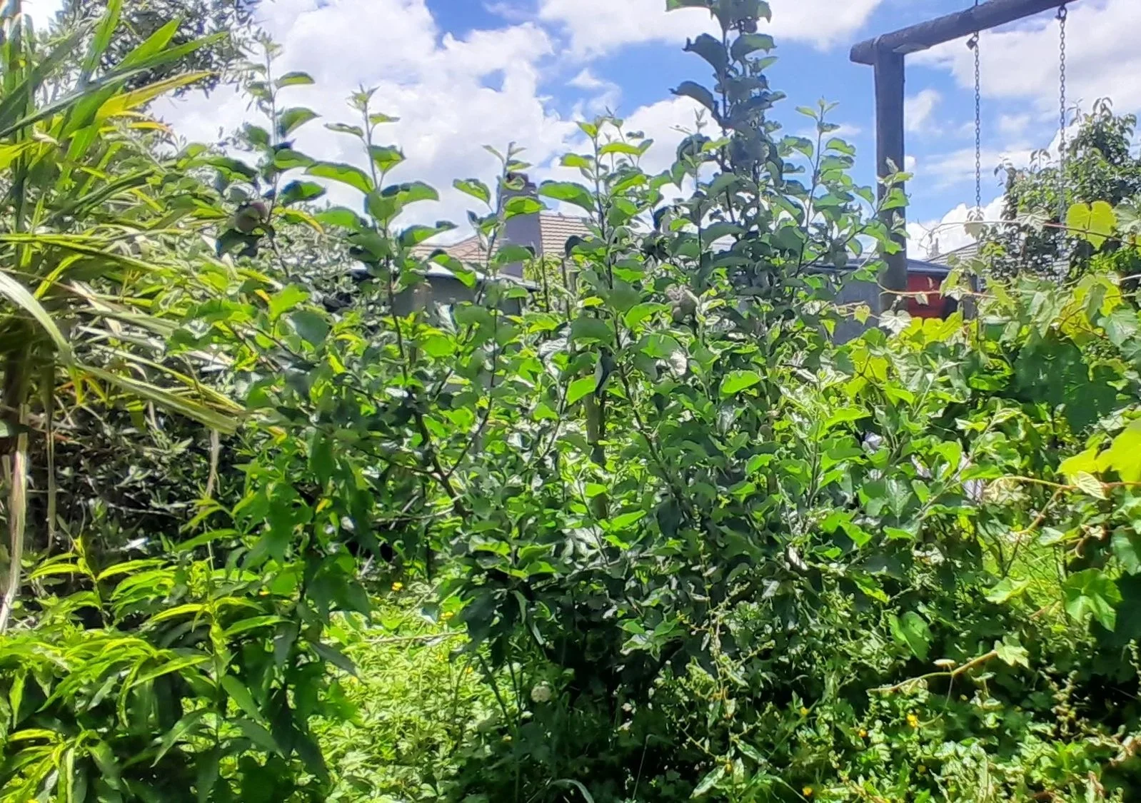 Layered backyard food forest with mixed fruit trees and productive planting