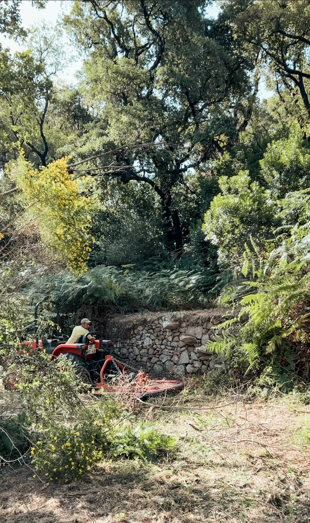 A person driving a small red tractor on a dirt road surrounded by dense green trees and bushes.