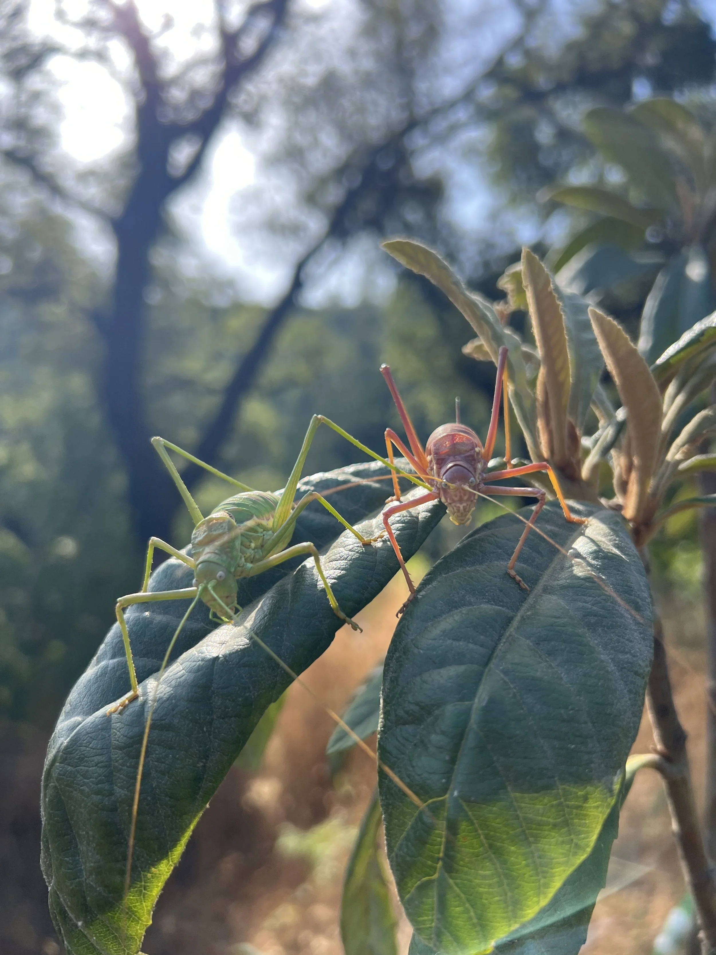 Close-up of a small insect, possibly a katydid, perched on green leaves in a natural outdoor setting with sunlight filtering through the trees.