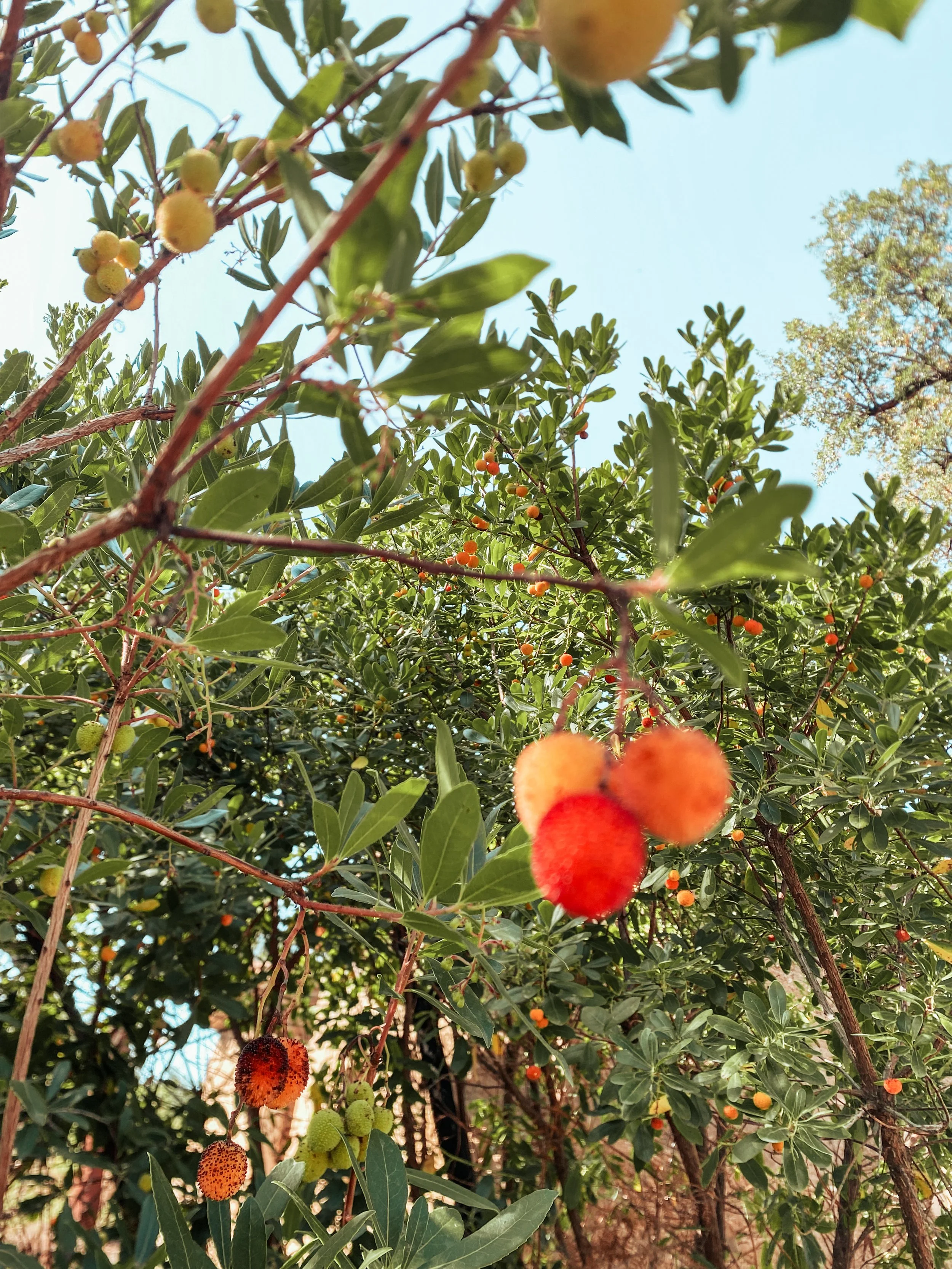 Photo of a tree with green leaves and small orange and yellow fruits hanging from the branches.