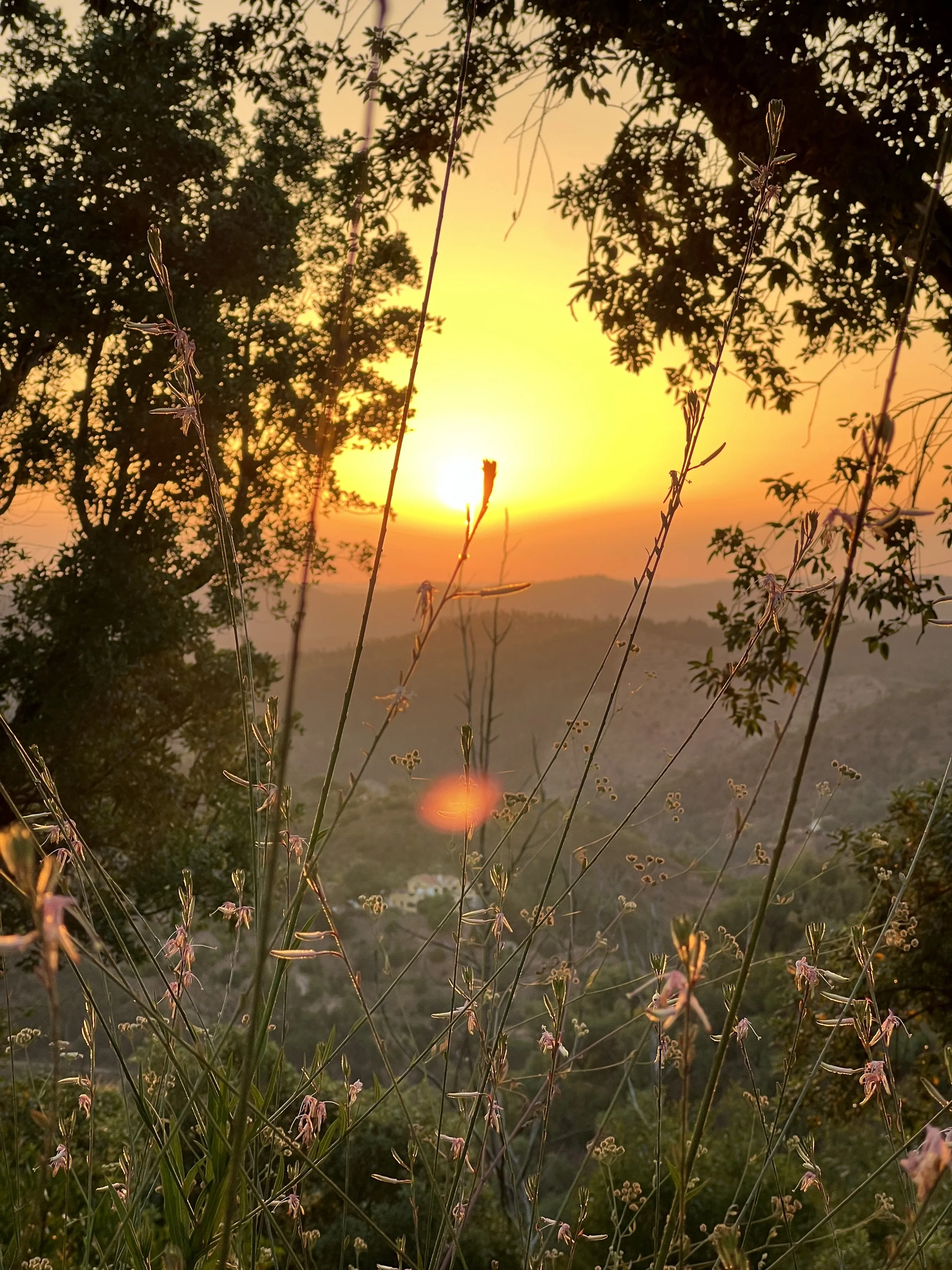 Sunset view through tall grasses and trees with orange and yellow sky in the background.