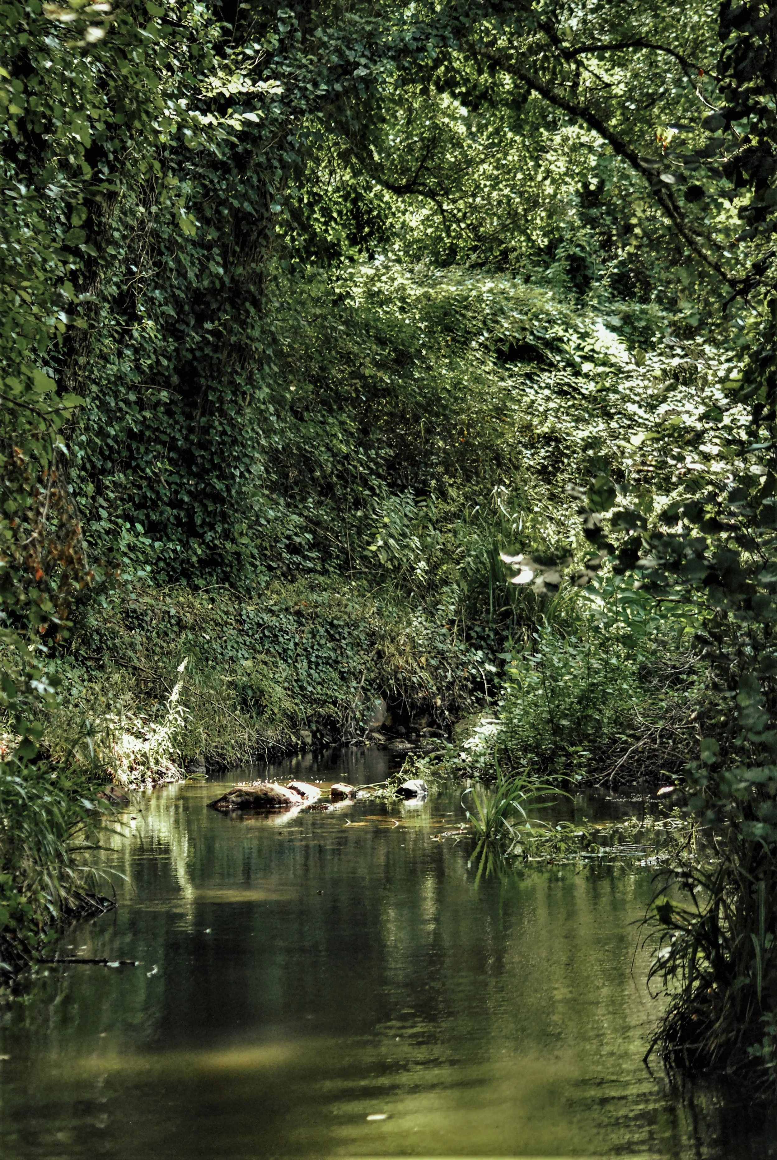 A small stream flowing through a lush, green forest with dense trees and foliage overhead.