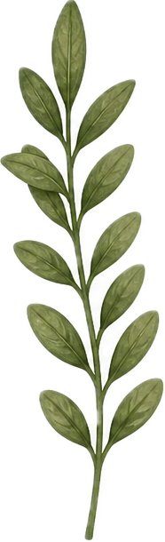 A sprig with multiple green leaves arranged on a central stem.