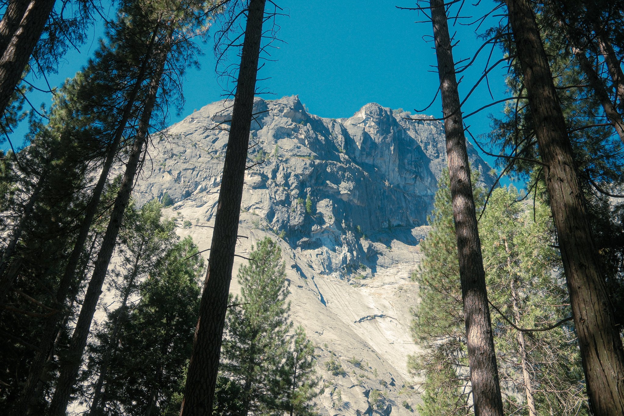 Tall pine trees in a forest with a rocky mountain in the background and a blue sky.