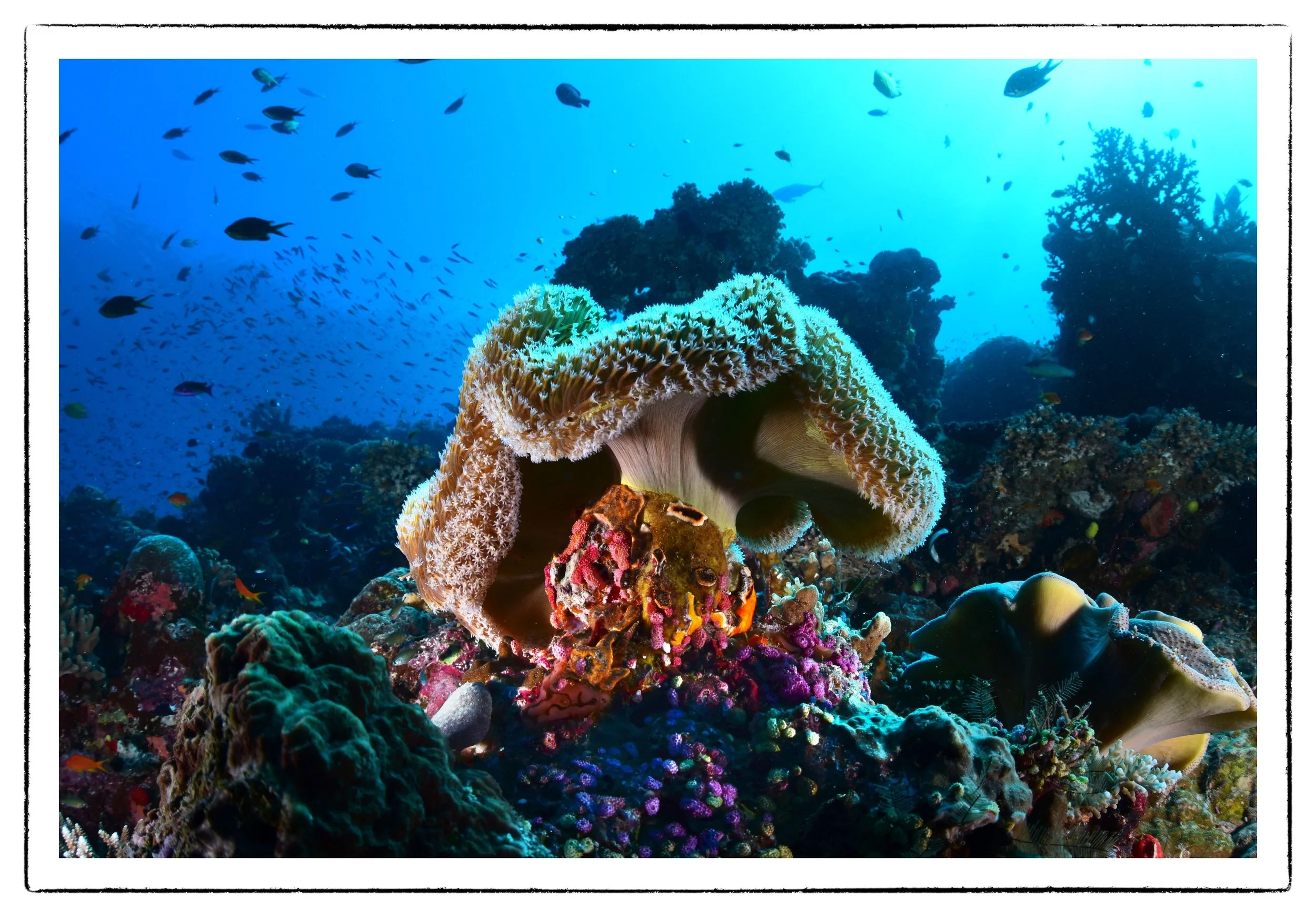 anemone1.jpg