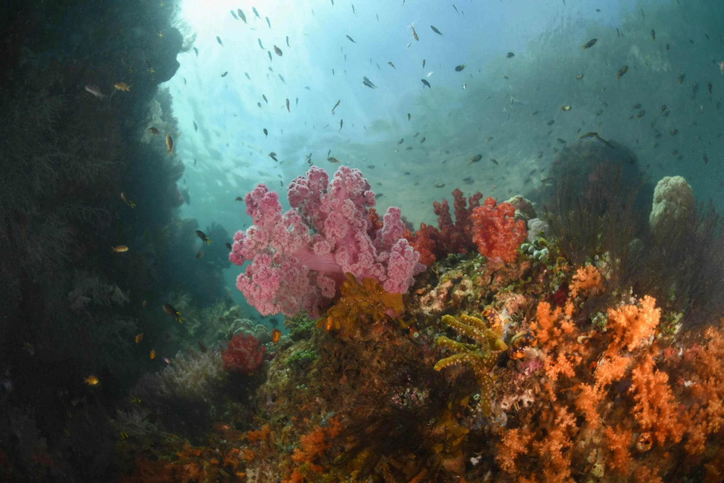 Triton Bay (Papua) 