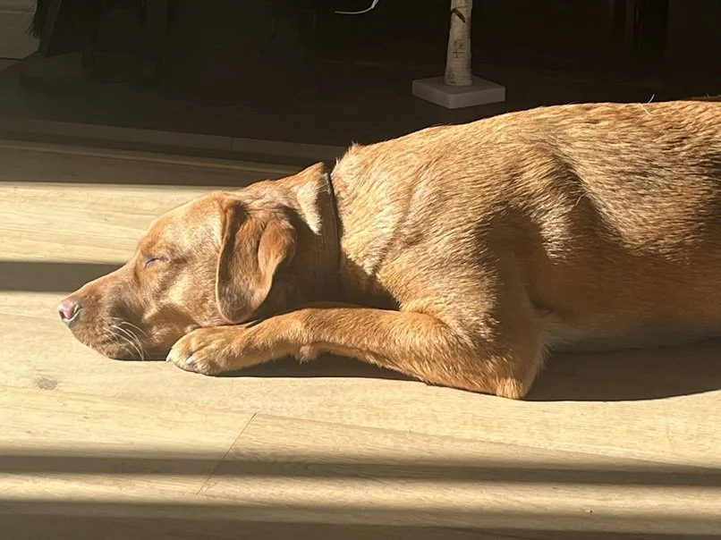 a dog sleeping on a floor