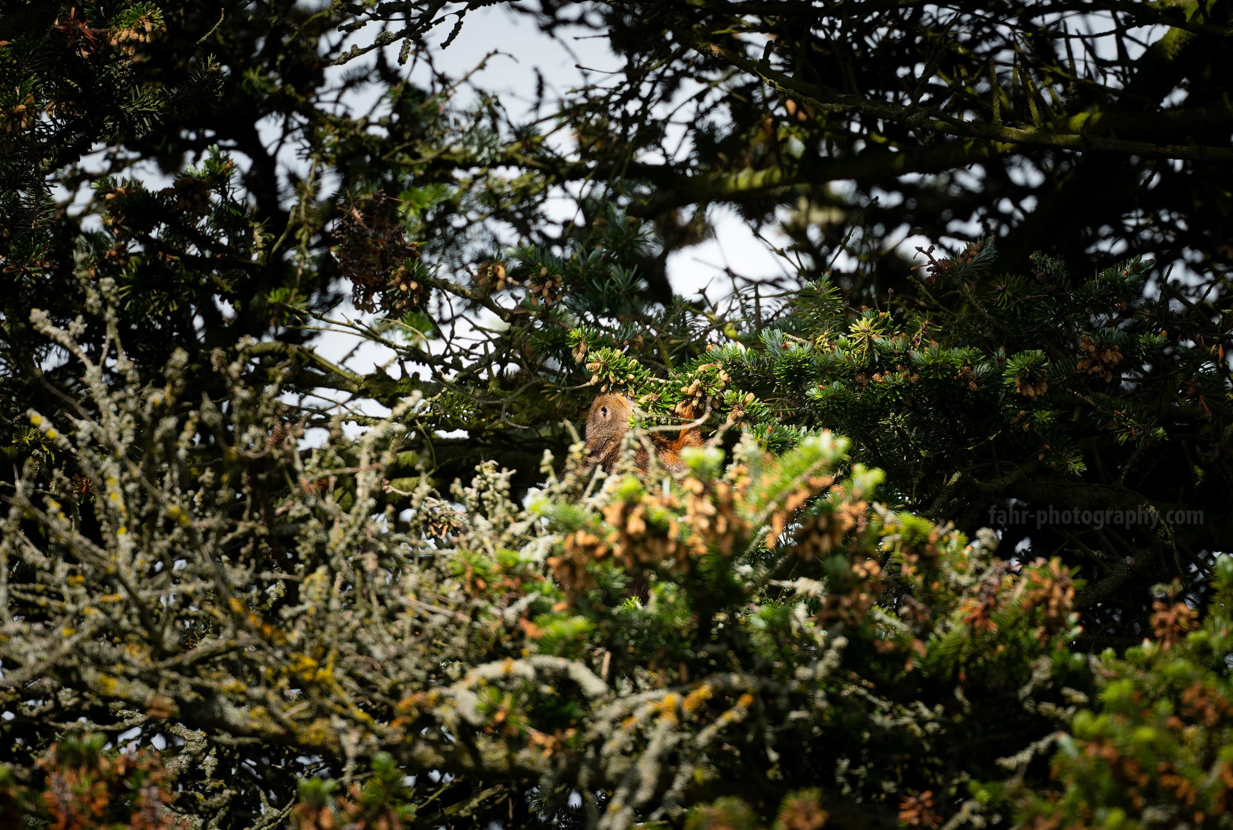 DSC01722-DxO_DeepPRIME XD3.jpg