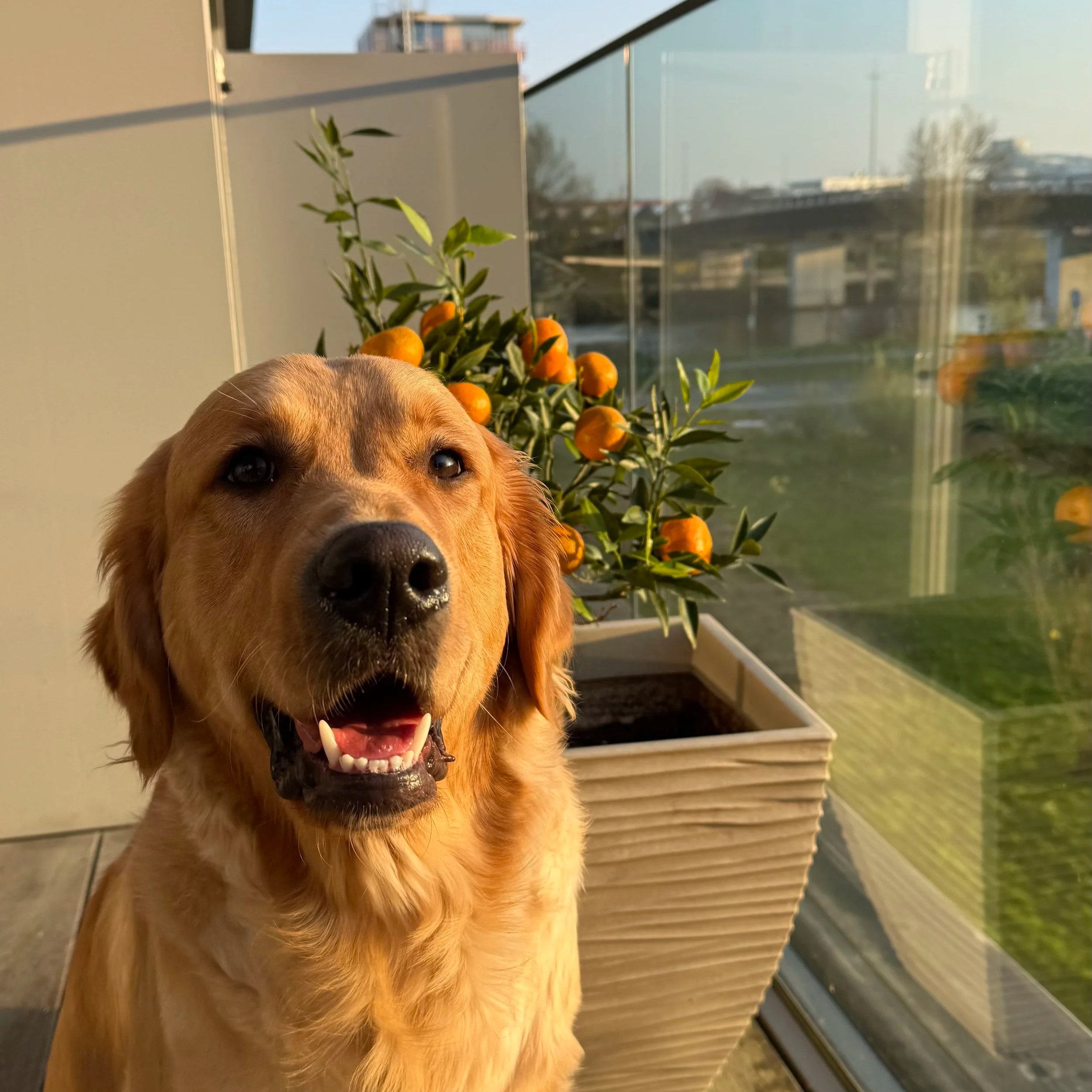 Portret van een golden retriever hond die buiten zit, met een mandorla in de achtergrond, op een balkon met uitzicht op gebouwen, tijdens zonsondergang.
