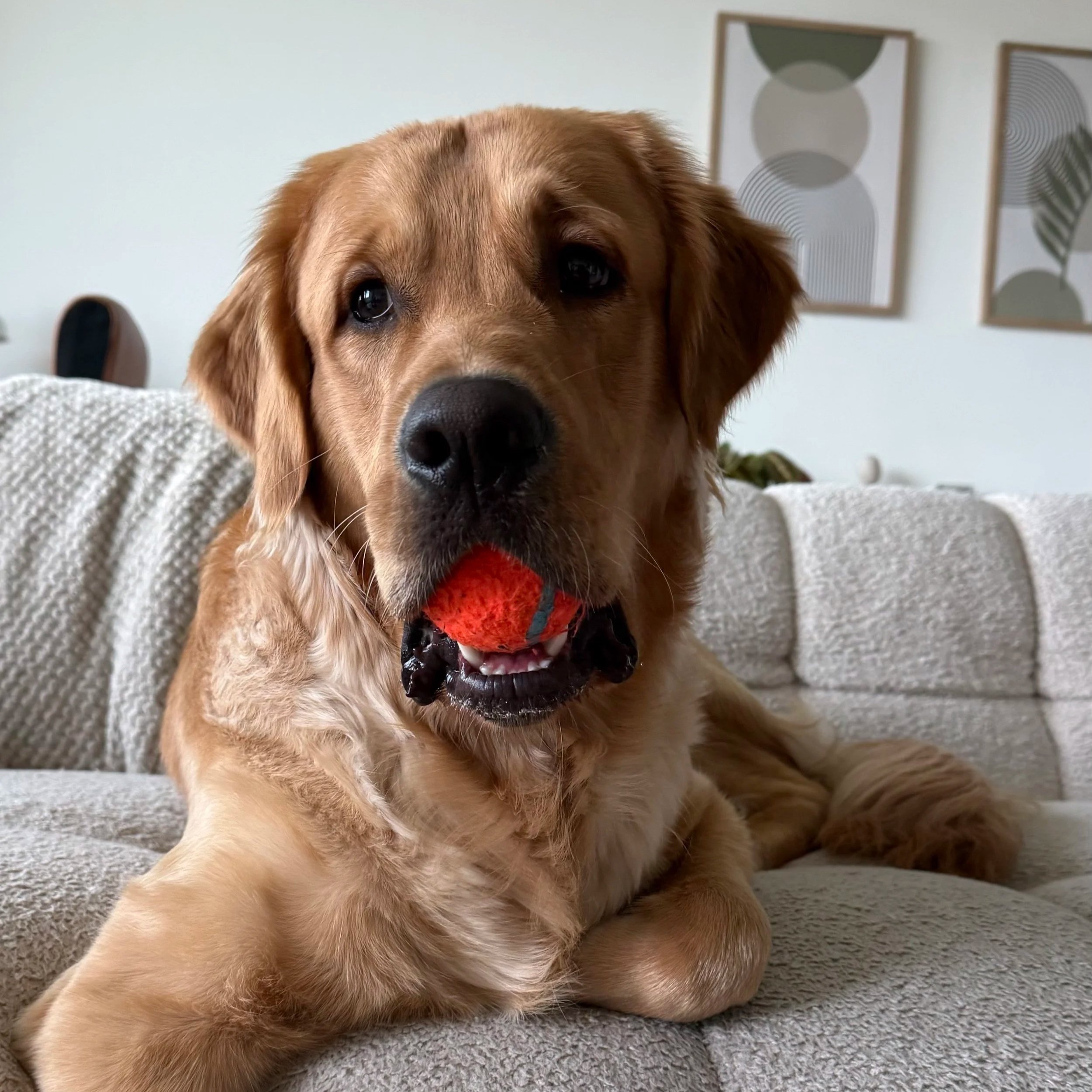 Een golden retriever die een rode speelgoedbal vasthoudt, liggend op een zetel in een woonkamer met geometrische kunst aan de muur.