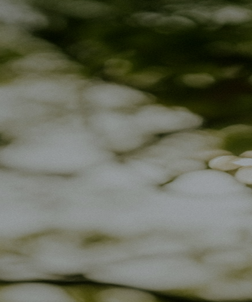 Close-up image of a white flower with blurred green leaves in the background.