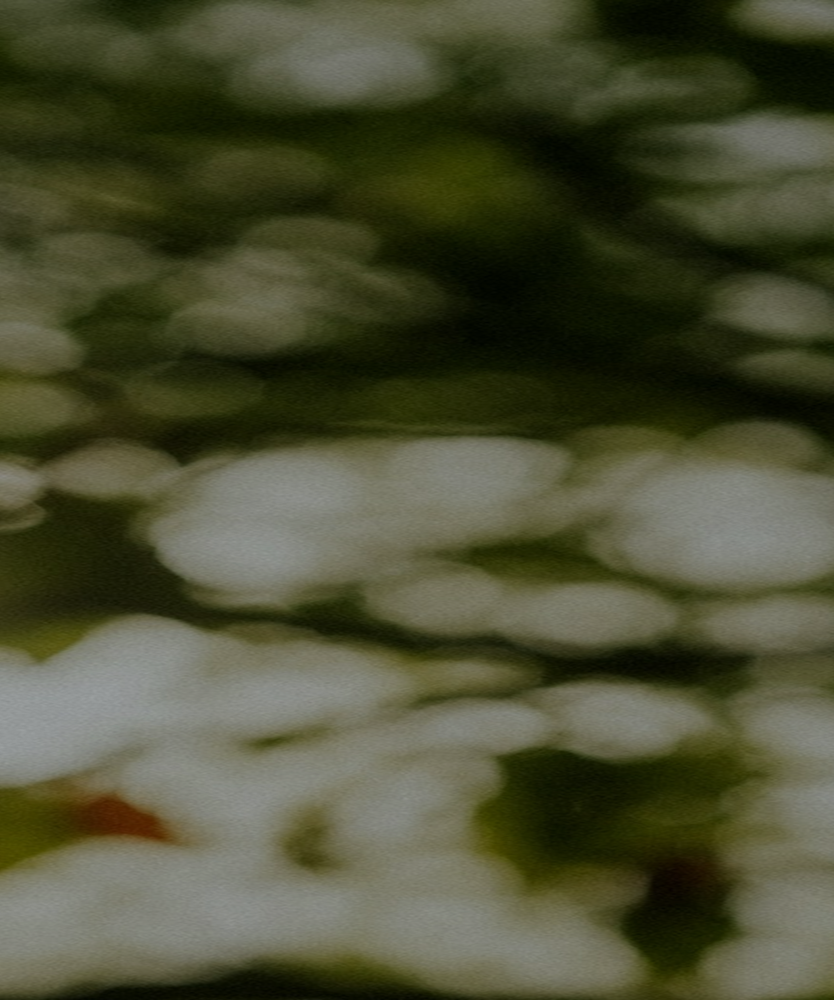 A close-up of green and white leaves with blurred background.