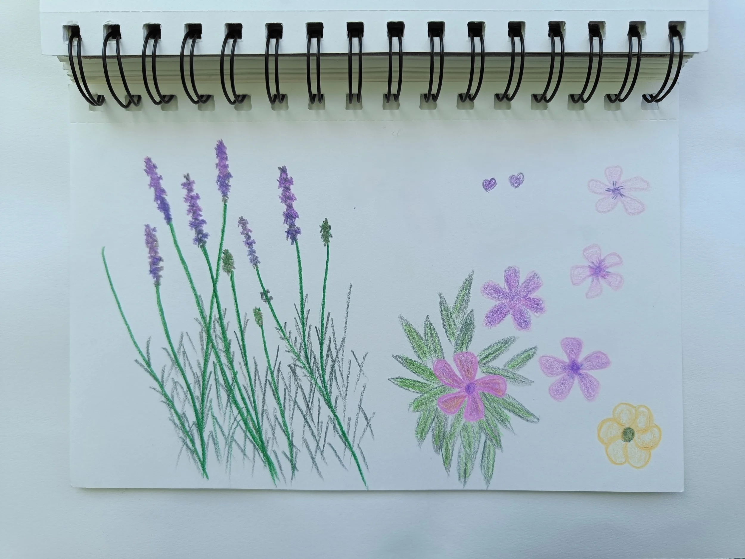 A floral drawing by Chaya, showing lavender, daisies, hearts, and small yellow flowers on paper.