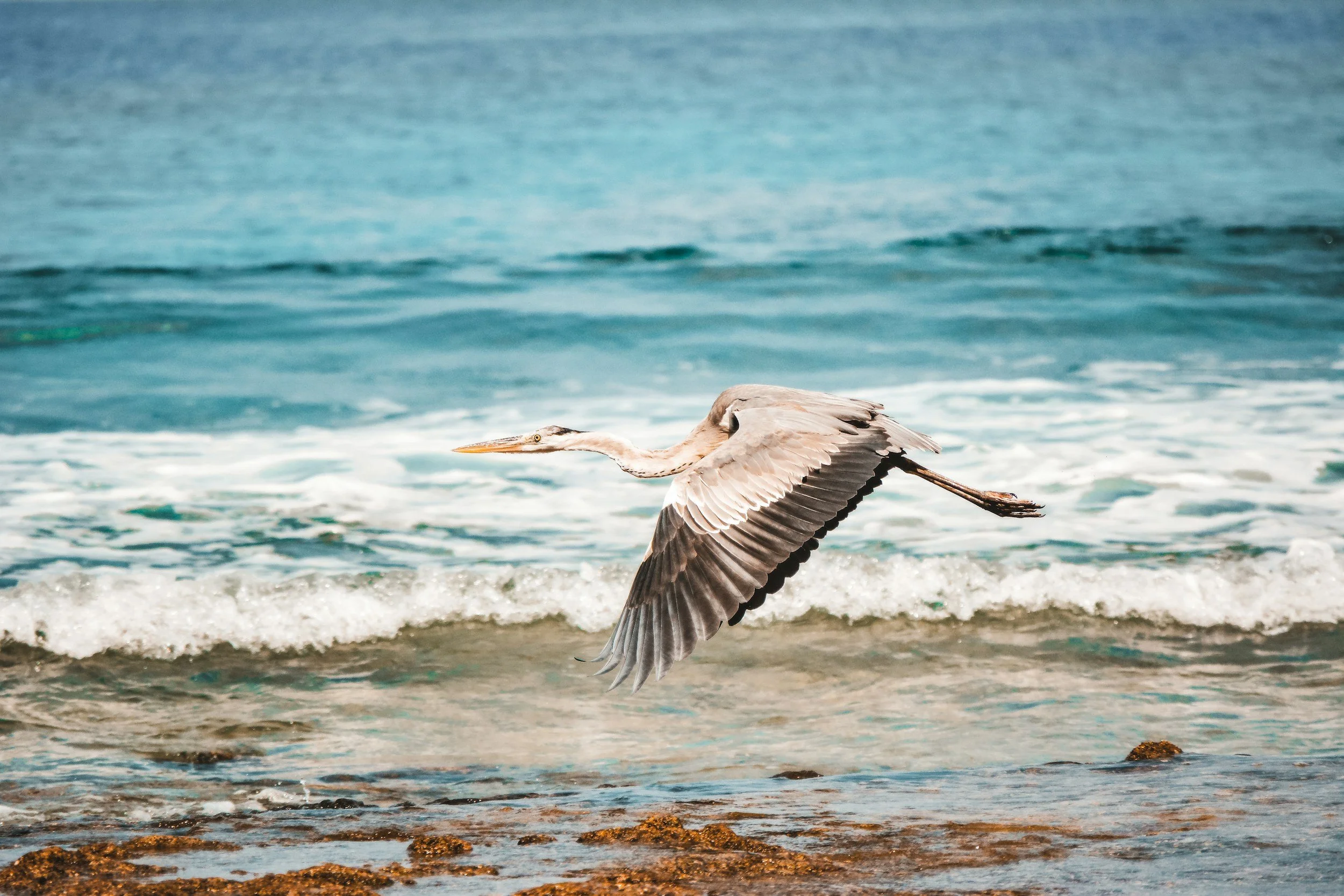 A heron flying over the ocean waves near the shoreline with rocks in the foreground.