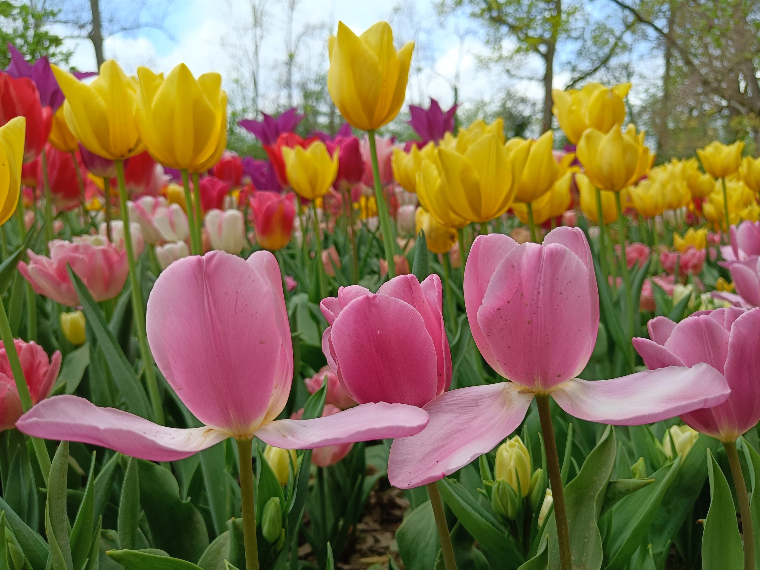 Colorful tulips in yellow, pink, and purple blooming in a garden with trees in the background.