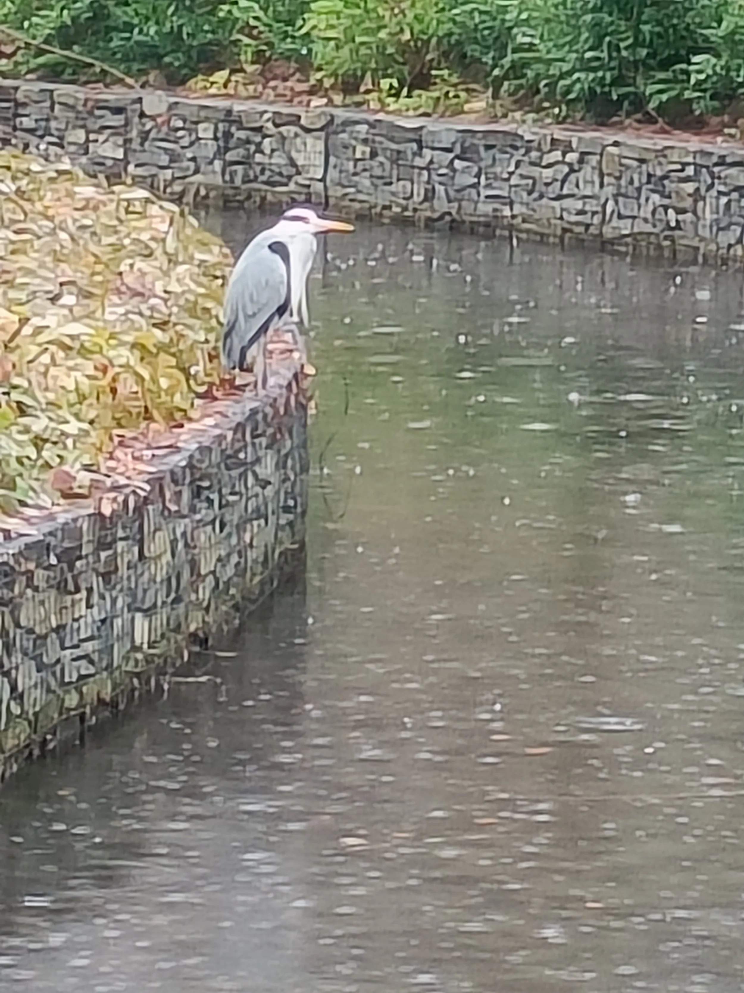 Photograph of a heron standing beside water and greenery, used as visual inspiration for Chaya’s painting “Heron in Stillness.”
