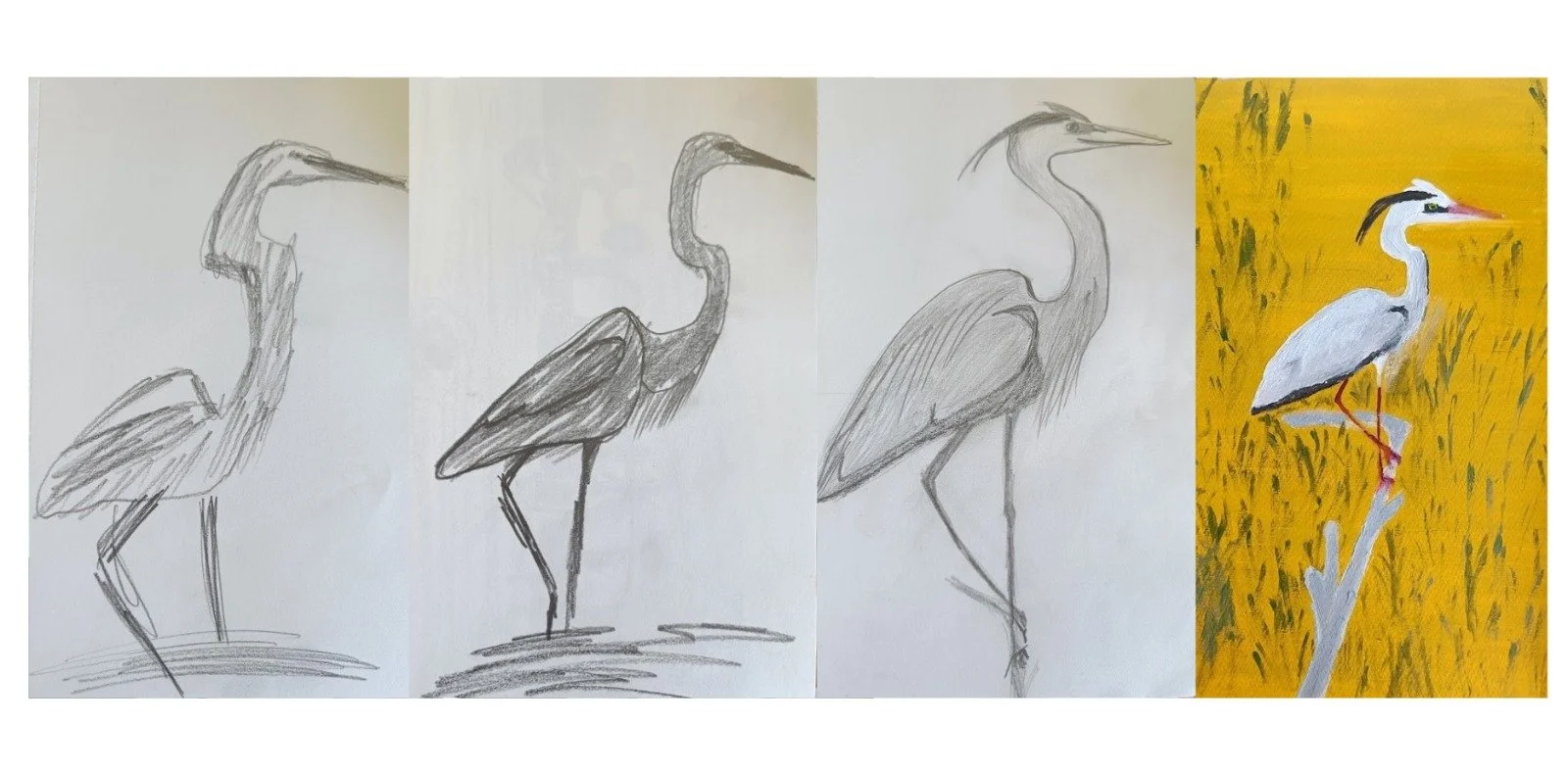 Four original heron drawings by Chaya, showing the visual development behind the Coastline Heron logo.