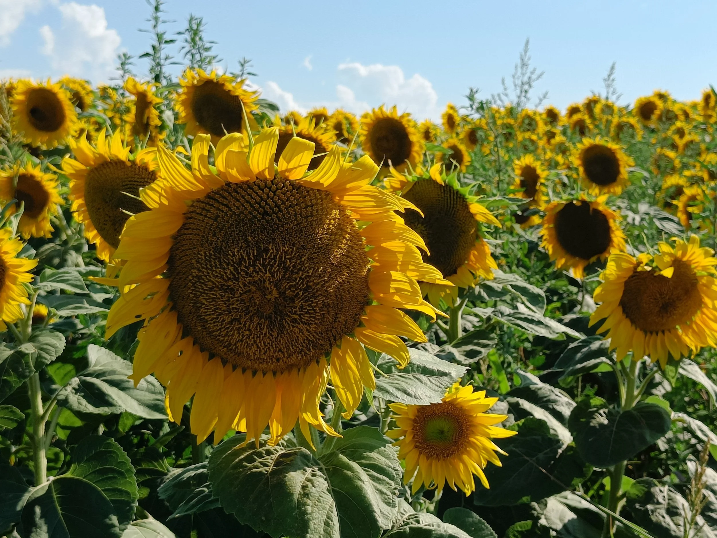 A sunflower field photographed by Roei and Chaya, reflecting openness, warmth, and the natural landscapes that inspire Coastline Heron.