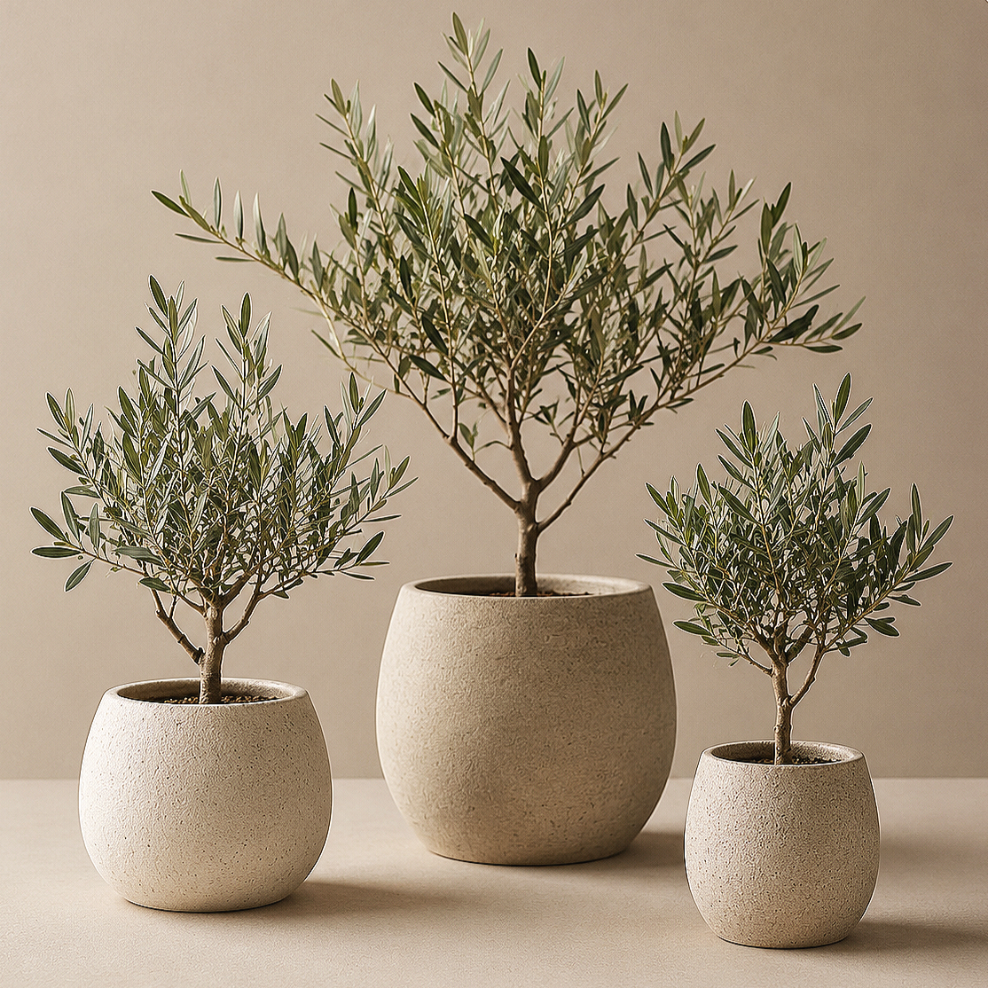 Three potted Gavers olive trees with silvery-green leaves arranged on a beige surface against a neutral background.