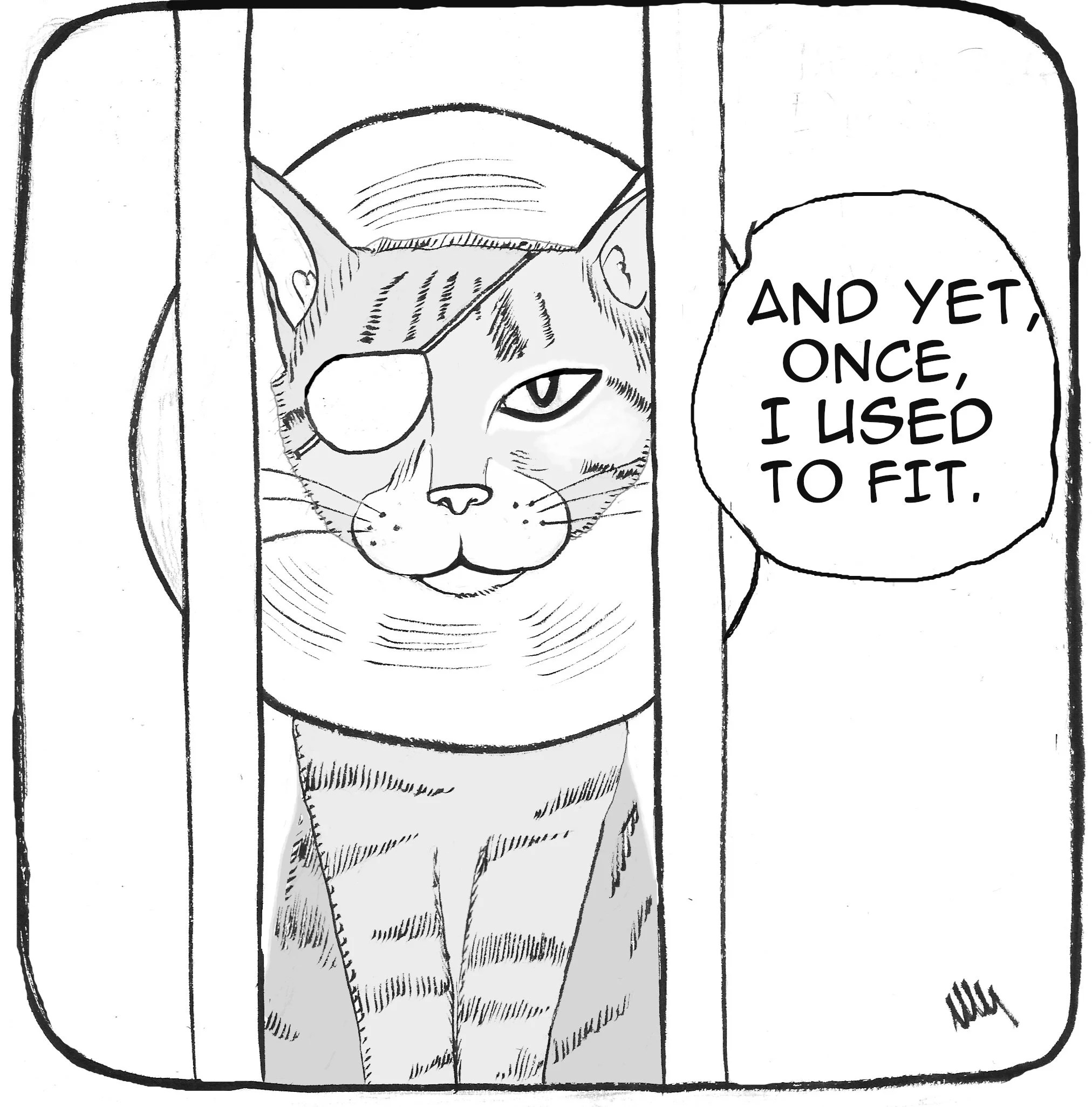 Hermetic poetry of a cat with an elizabethan collar