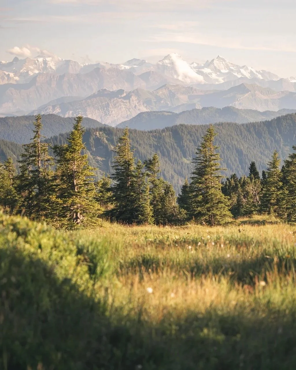 A scenic view of a forested mountain landscape with tall pine trees in the foreground, layered mountain ranges in the middle, and snow-capped peaks in the background under a partly cloudy sky.