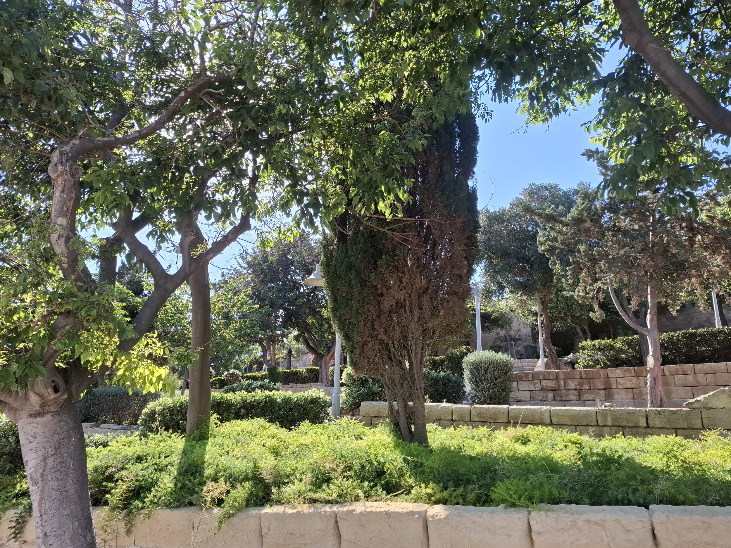 Tree in among trees.jpg