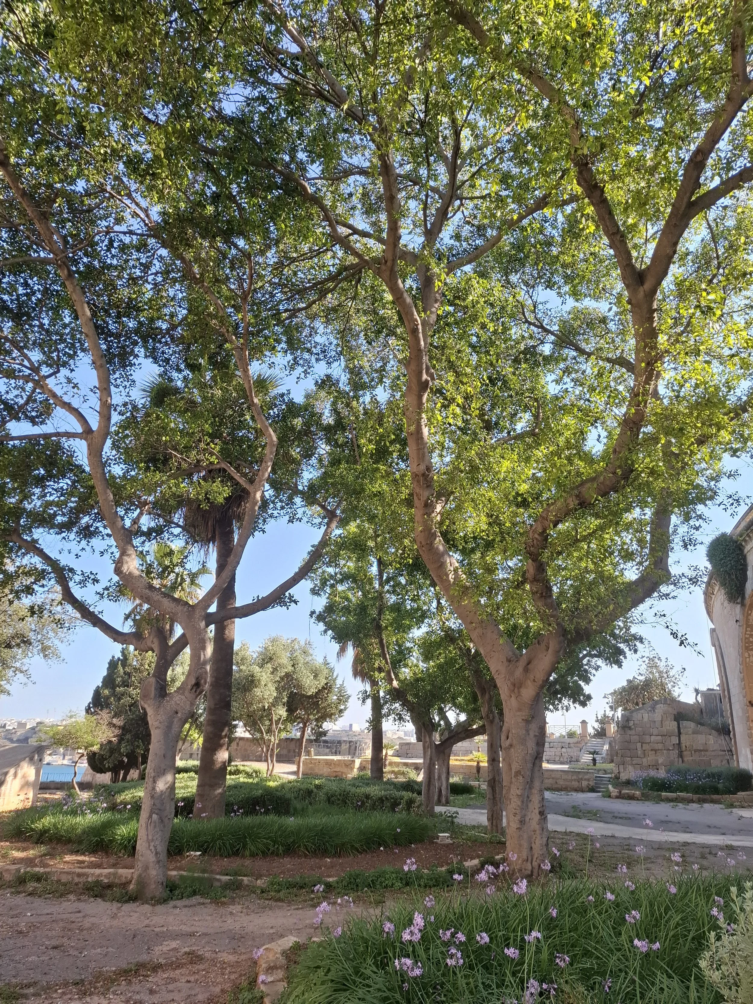 Trees light flowers.jpg