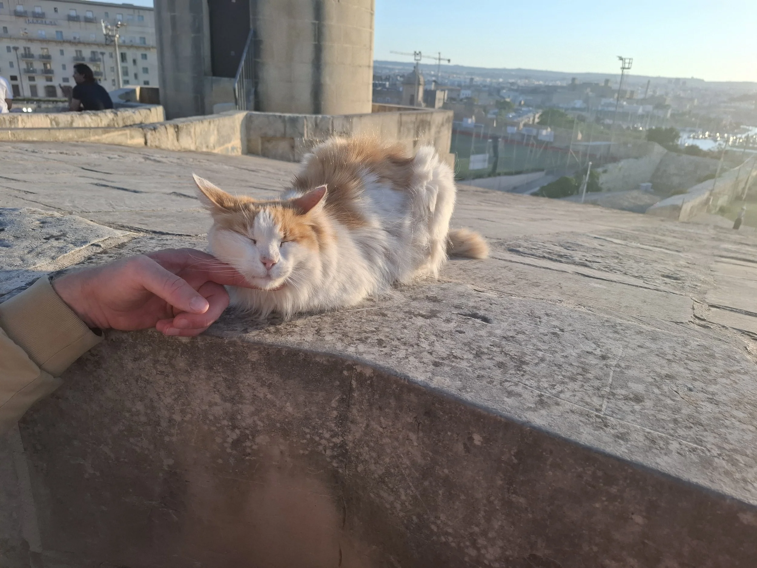 Kitty chin rub.jpg