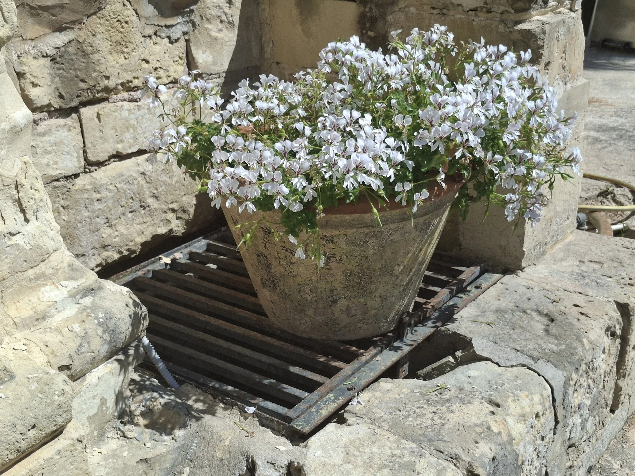 White flowers stone.jpg