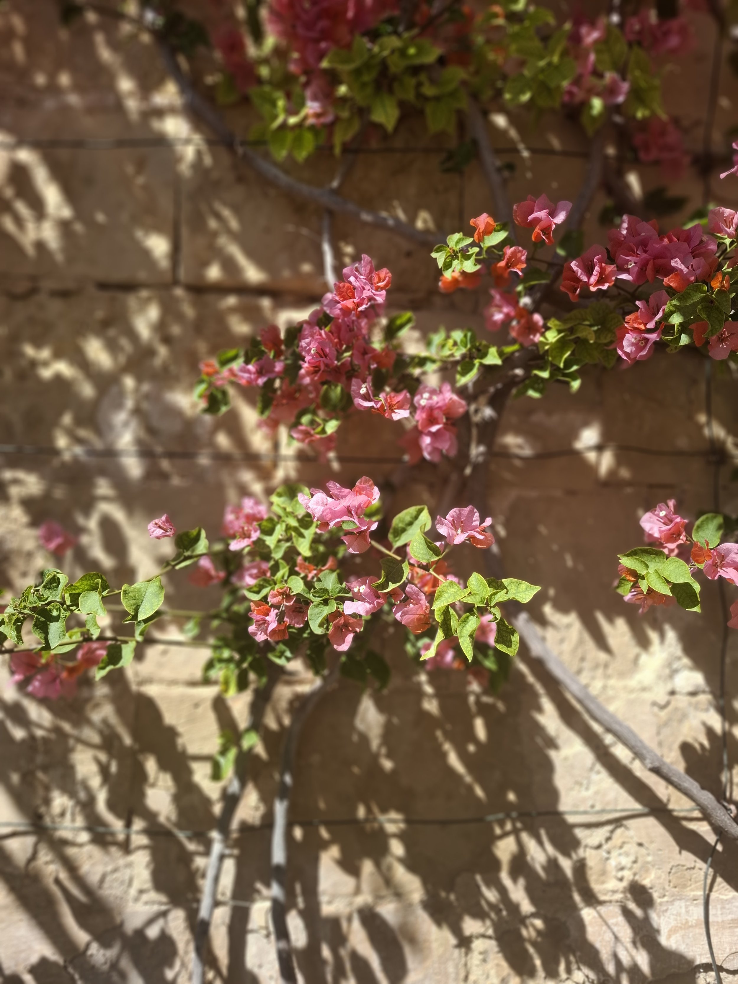 Portrait pink flowers.jpg