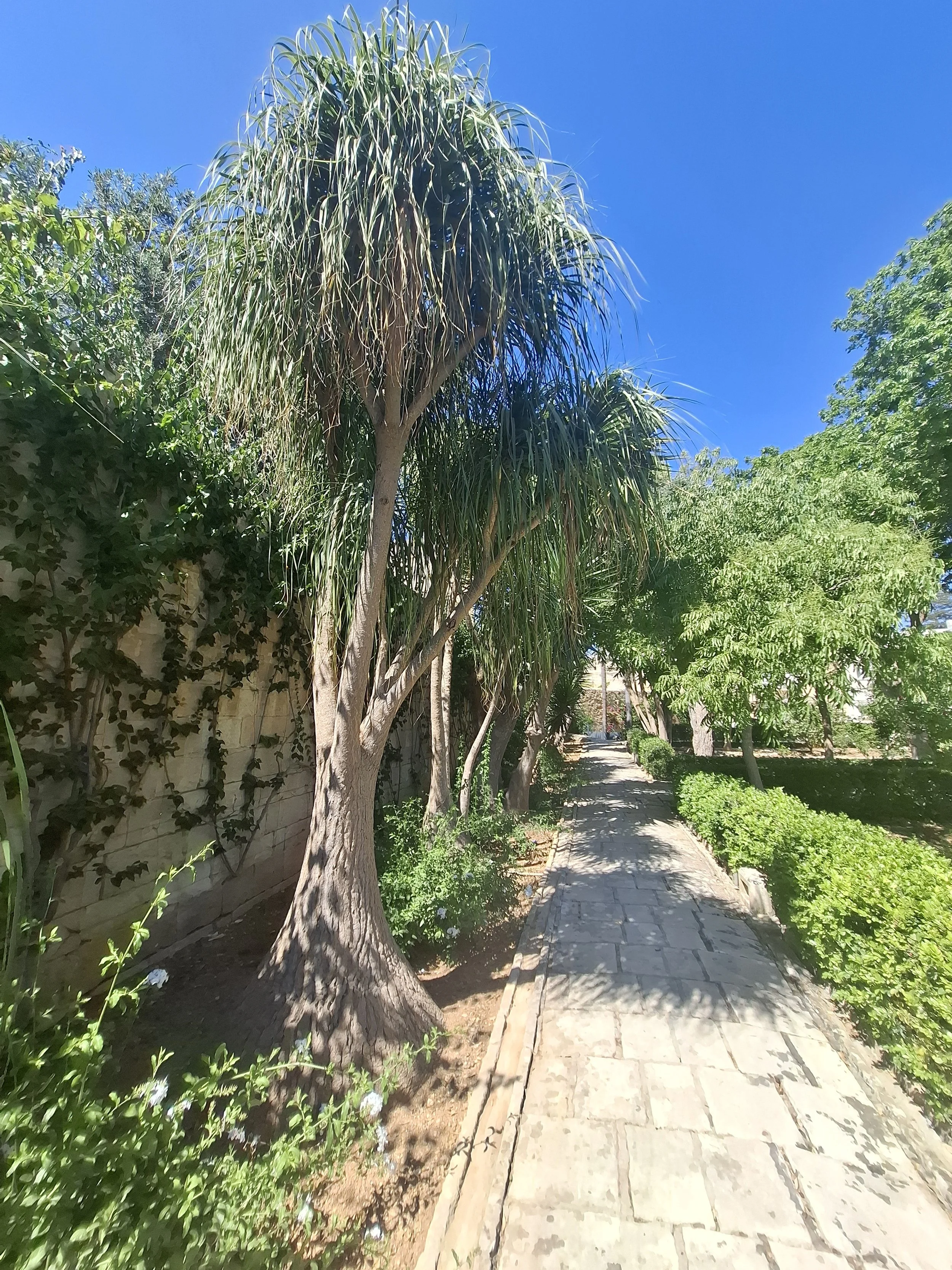 Weepy trees and path.jpg