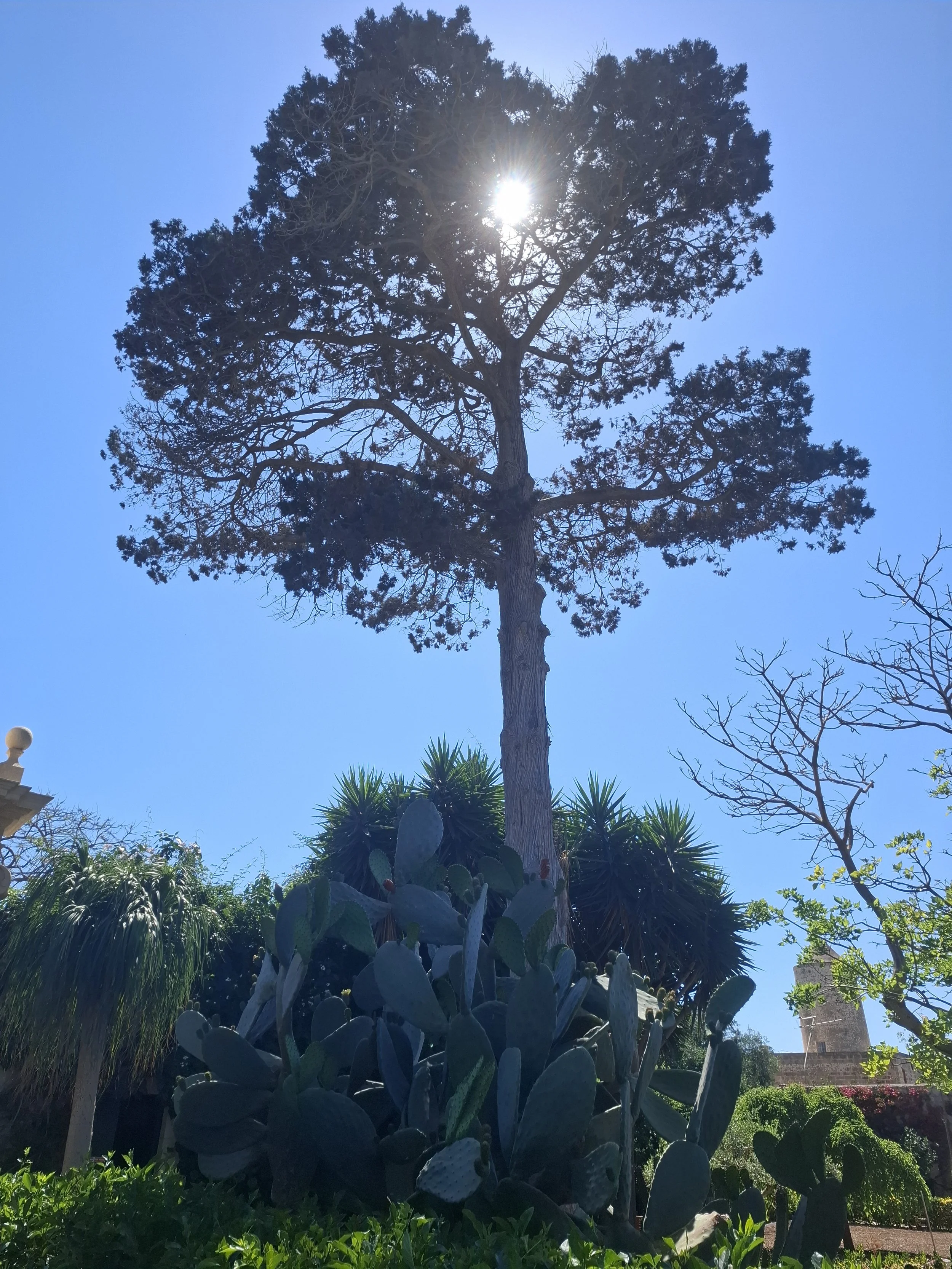 Sun thru tall tee.jpg